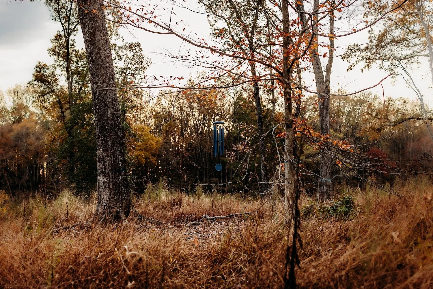 Organizational Resilience