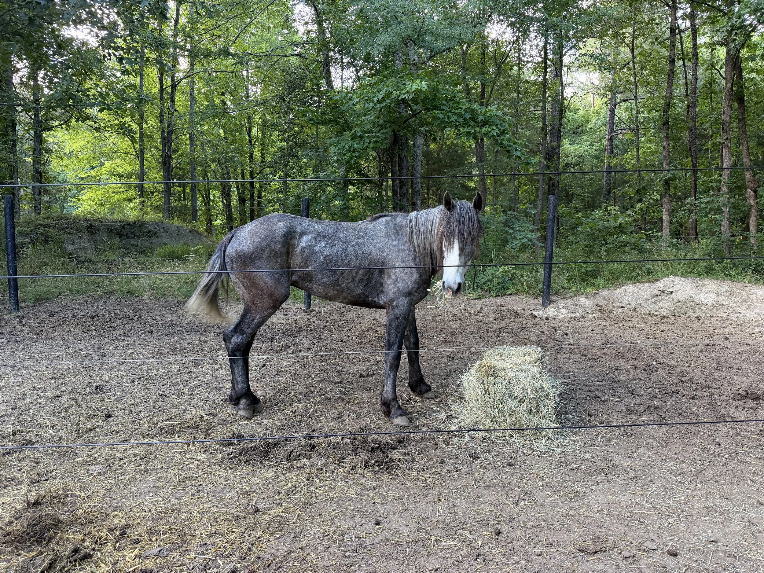 Newhorse