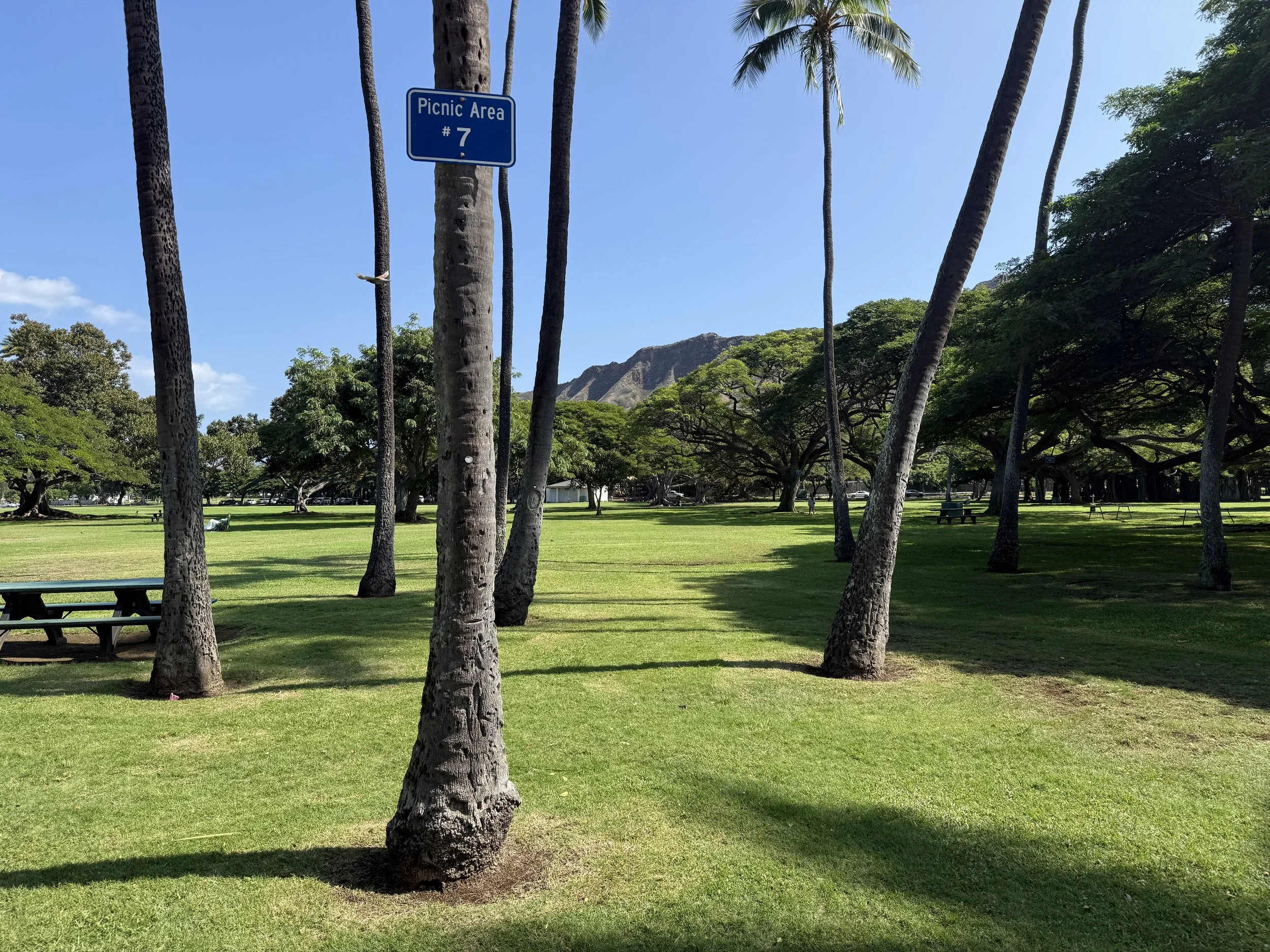 A lush green park with many large trees, picnic tables, and a mountain in the background under a clear blue sky. A blue sign reads 'Picnic Area #7' and is attached to one of the trees.