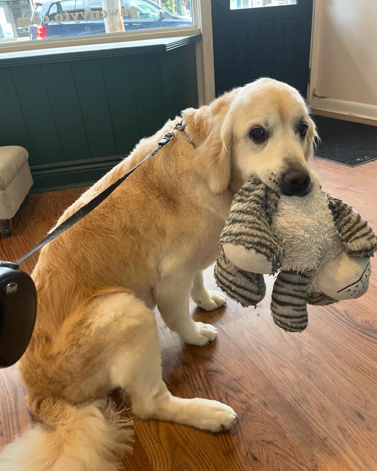 Sophie brought her toy 😭 how cute is she!!!

#doggrooming #doggroomer #doggroomersofinstagram #goldenretriever #torontodogs #torontodoggrooming #dogsoftoronto