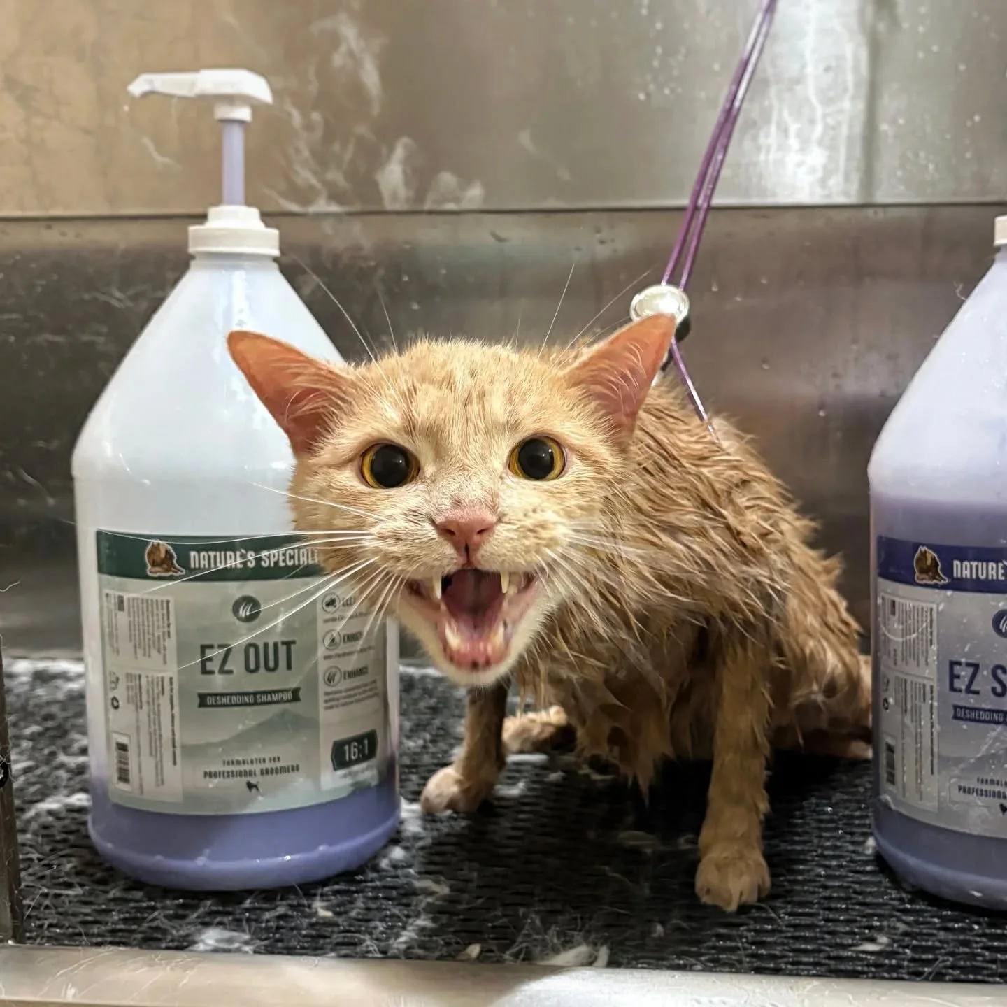 It takes a little water to make some &quot;Oatmeal&quot;!

Oatie is Rita's very own kitty and he is well accustomed to regular grooming, just a little vocal. 🎵 What lovely teeth you have, sir.

Less loose shedding fur = less hairballs to come up aft