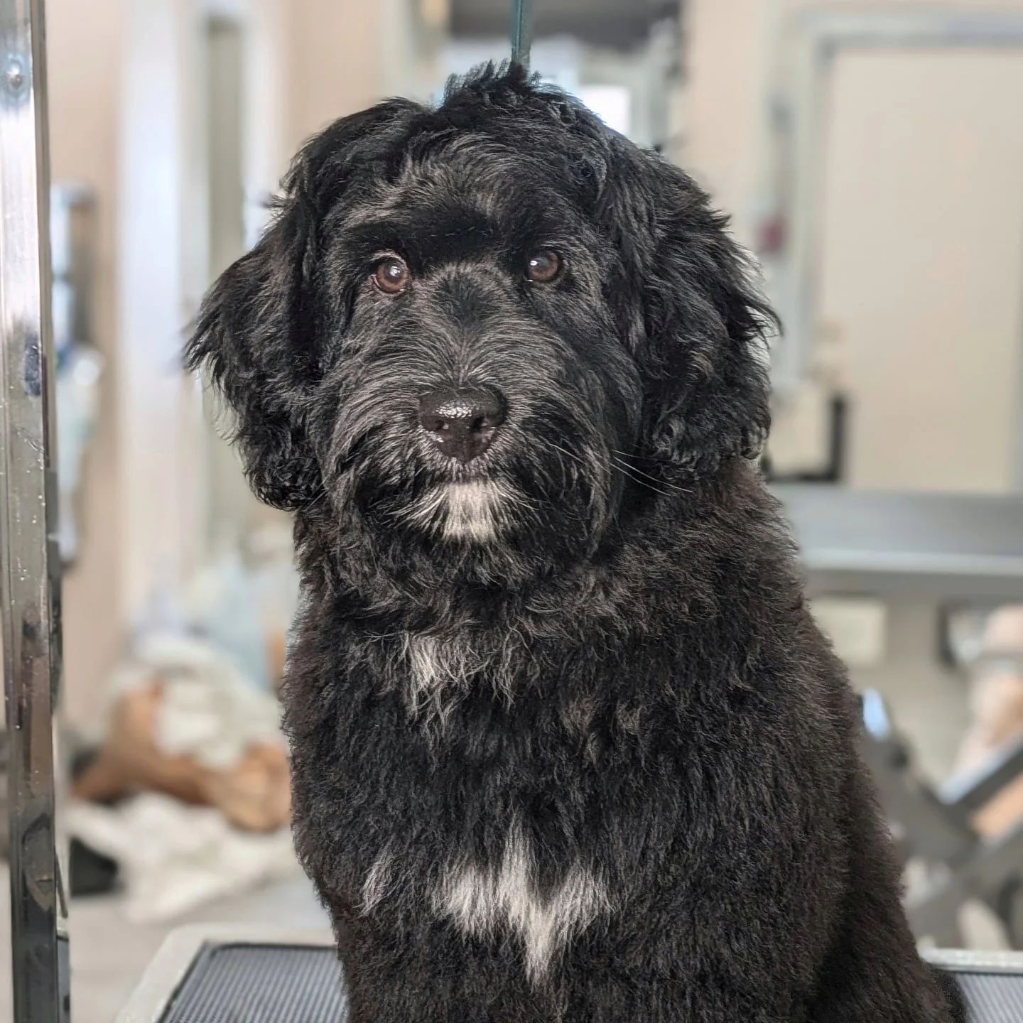 Puppies should have their first experience in a salon as soon as their vaccines are finished, at about 4 months of age.

Puppies go through two fear periods. One starts at approximately 8 weeks, and the second starts at approximately 6-14 months.

It