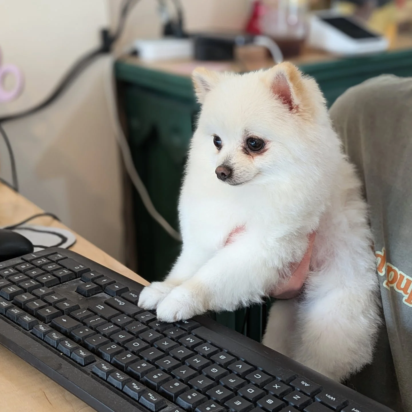 Frankenstein Jello is looking at the schedule but can't find any upcoming appointment slots. 😱...

We are currently booking 3-4 weeks out. As soon as the temperatures started to crack 20&deg;C, the phones began ringing off the hook. 🌞💦 Things have