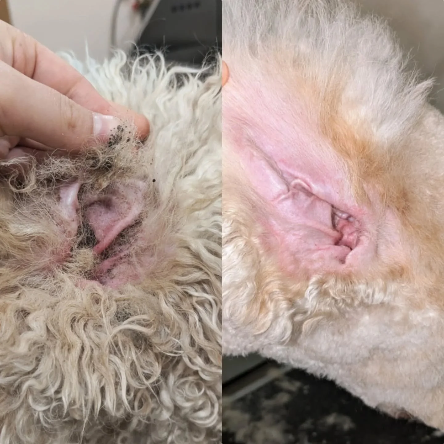 🕵️ Have you peeked in your dog's ears lately?

Most dogs require regular ear cleaning and some even benefit from ear plucking! Poodle mixes are especially prone to growing dense forests of hair in their ears, which can trap wax, moisture, and infect