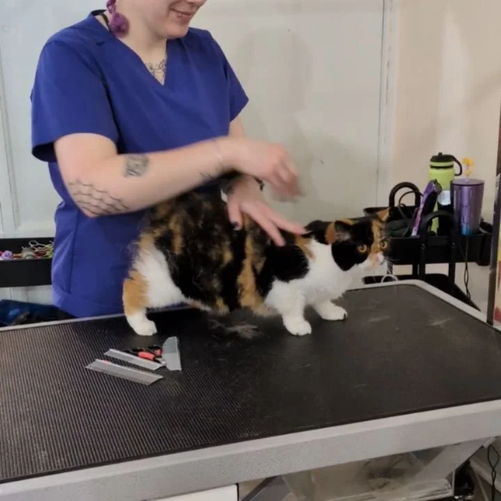 🐱🚿 We now offer cat grooming!

Thank you to everybody who patiently waited while we soft launched this service. 😊 We are excited to officially welcome Rita, our long time friend and experienced cat groomer, to the salon.

Through our website, you 