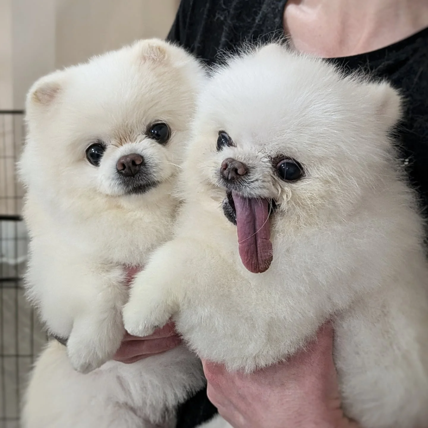 Double trouble! 😇😈 These two cuties are some of our oldest loyal clients.

#dogs #dogsofinstagram #pawenvyto #doggrooming #grooming #groomersofinstagram #torontogroomer #babypoint #bloorwest #pomeranian