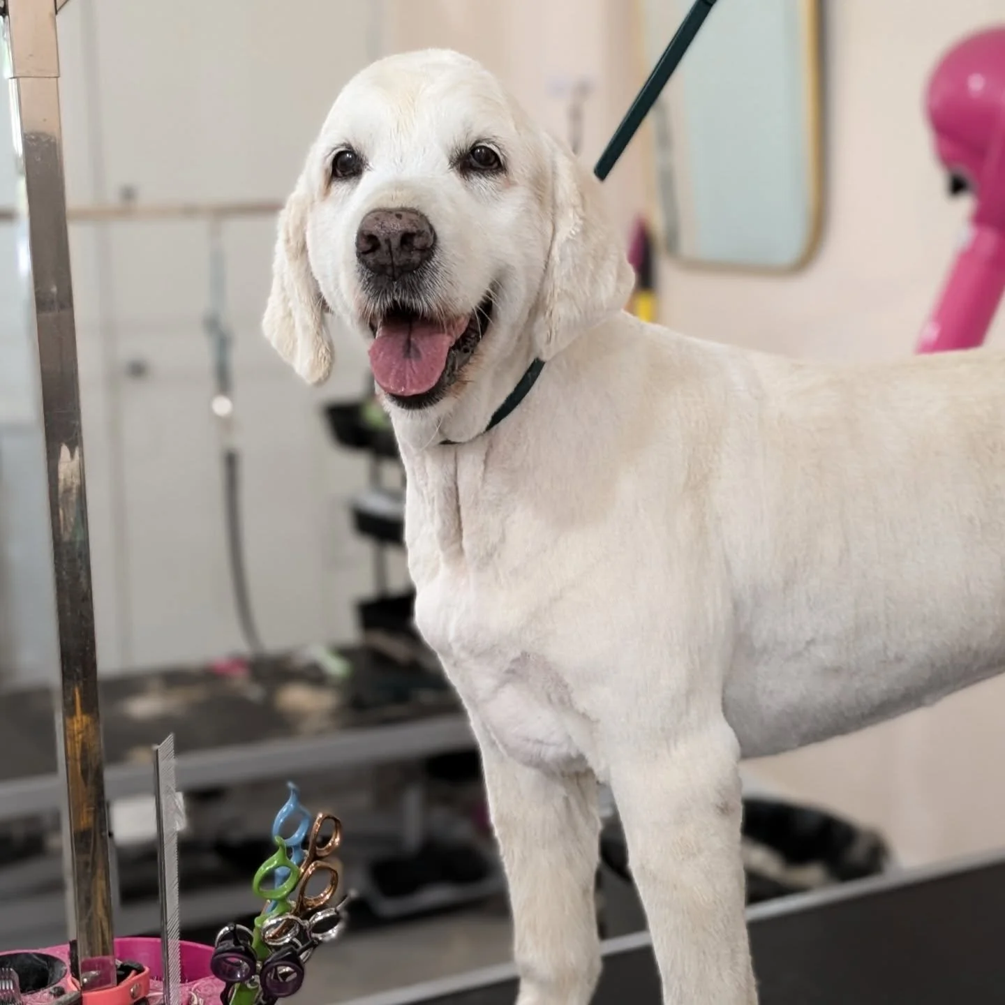 It's okay to shave double coated dogs!

There, we came out and said something controversial. 🙊‼️ It is widely accepted that one of the biggest faux pas in grooming is to clip a double coated dog because it will permanently affect their coat growth. 