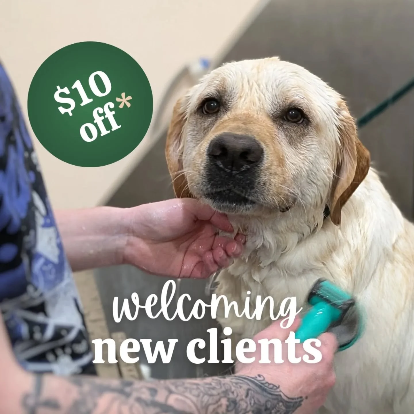 🔥 It's getting hot in here!

With the temperatures rising and a bunch of our friends coming on board, we've decided it's the perfect time for our first promotion.

For the month of June, we are offering a $10 discount on the following services for ✳