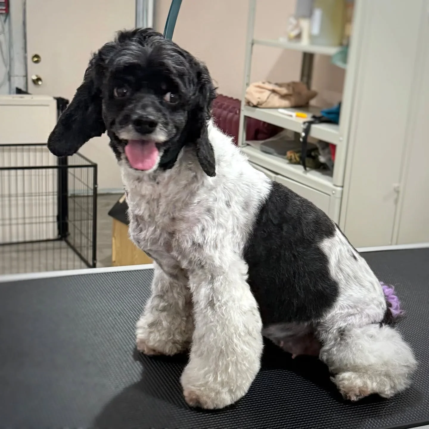 Bailey the cockapoo loves to experiment with her haircuts.

Her mom wanted to grow out a mullet and David set the existing length against a shaved ear to really make it pop. She's also sporting longer, flared legs and a purple tail. 🌈✨ 🦄 We wonder 