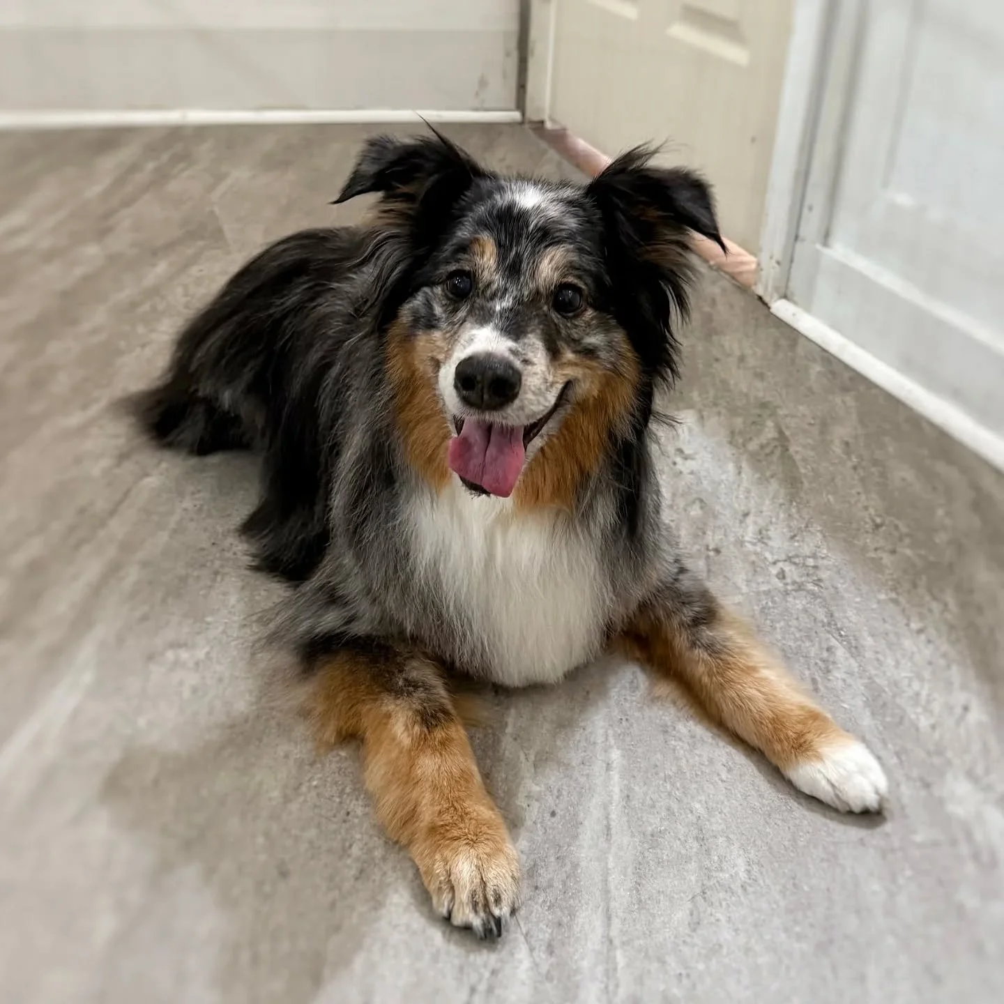 Saphy is a perky Australian Shepherd who's 13 years young!

Double coated dogs will benefit from a de-shedding treatment as the temperatures begin to rise. Thick, trapped undercoat holds onto heat and humidity, blocking the flow of air. Once all the 