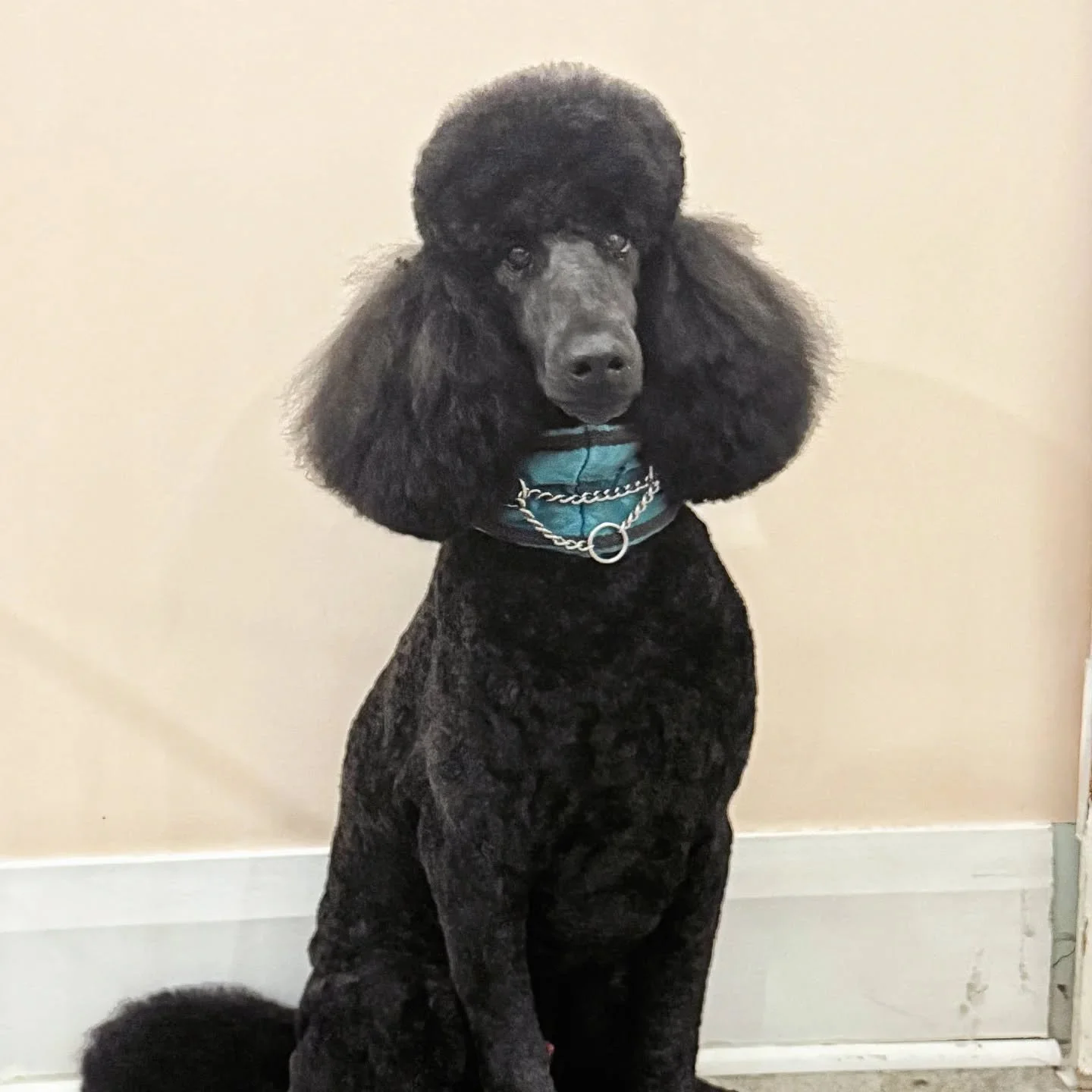 There's a reason his name is Beau. Hello, handsome!

Our groomer and fellow poodle mama Giada definitely understood the assignment when she designed this pet trim, perfectly balancing iconic poodle features with body lengths that make maintenance eas