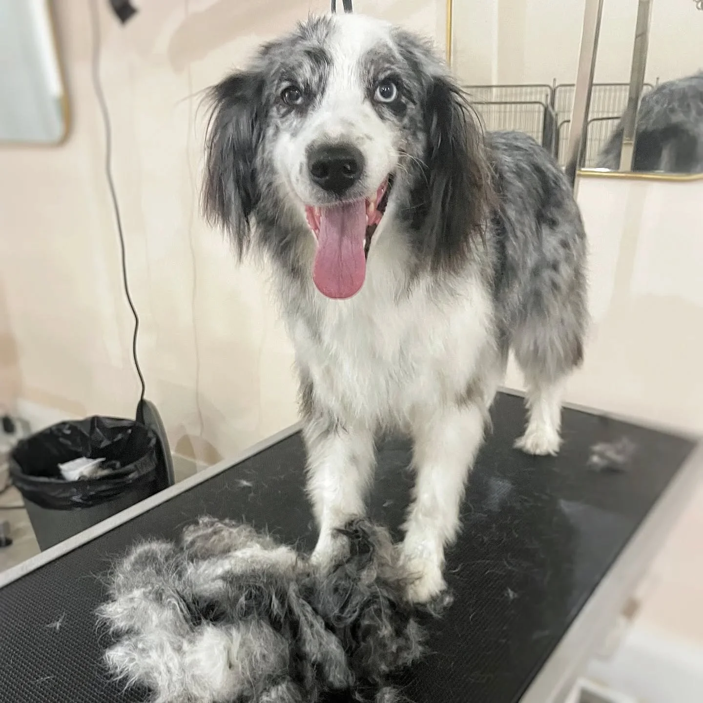 Double coated dogs can benefit from some level of de-shedding before the bath starts.

If a double coat is particularly heavy or impacted against the skin, a de-shedding tool or velocity dryer can be used to create openings in the web of dense underc