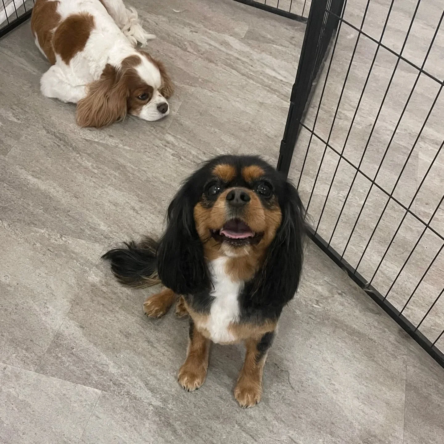 This photo perfectly captures the difference in personality between these two siblings: in the back you see the calm, subdued Tilly, and right up front is her peppy little sister Wrenleigh demanding attention. It's always fun to groom siblings and se