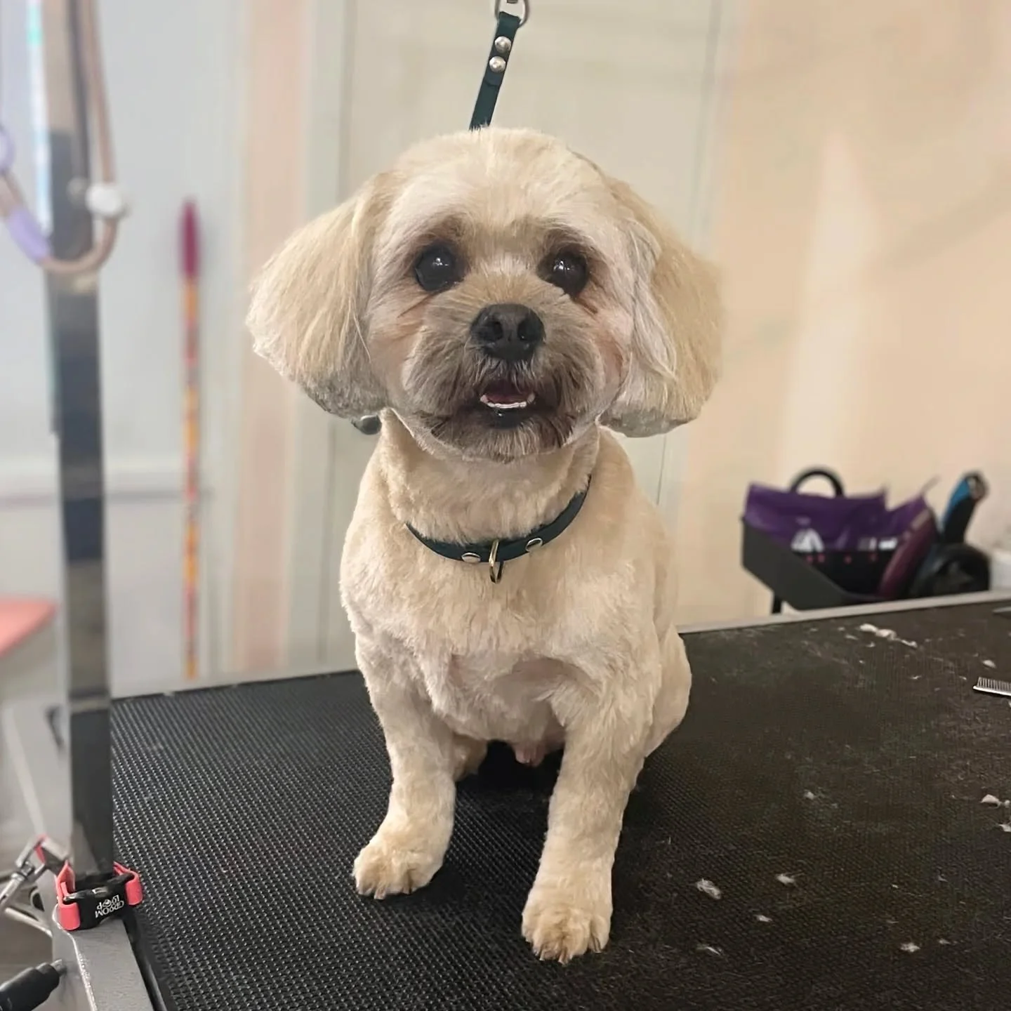When we asked Snoopy's groomer, Candace, for a caption, she said, &quot;He's my best friend and I love him.&quot; There you have it, folks.

#dogs #dogsofinstagram #pawenvyto #doggrooming #grooming #groomersofinstagram #torontogroomer #babypoint #shi