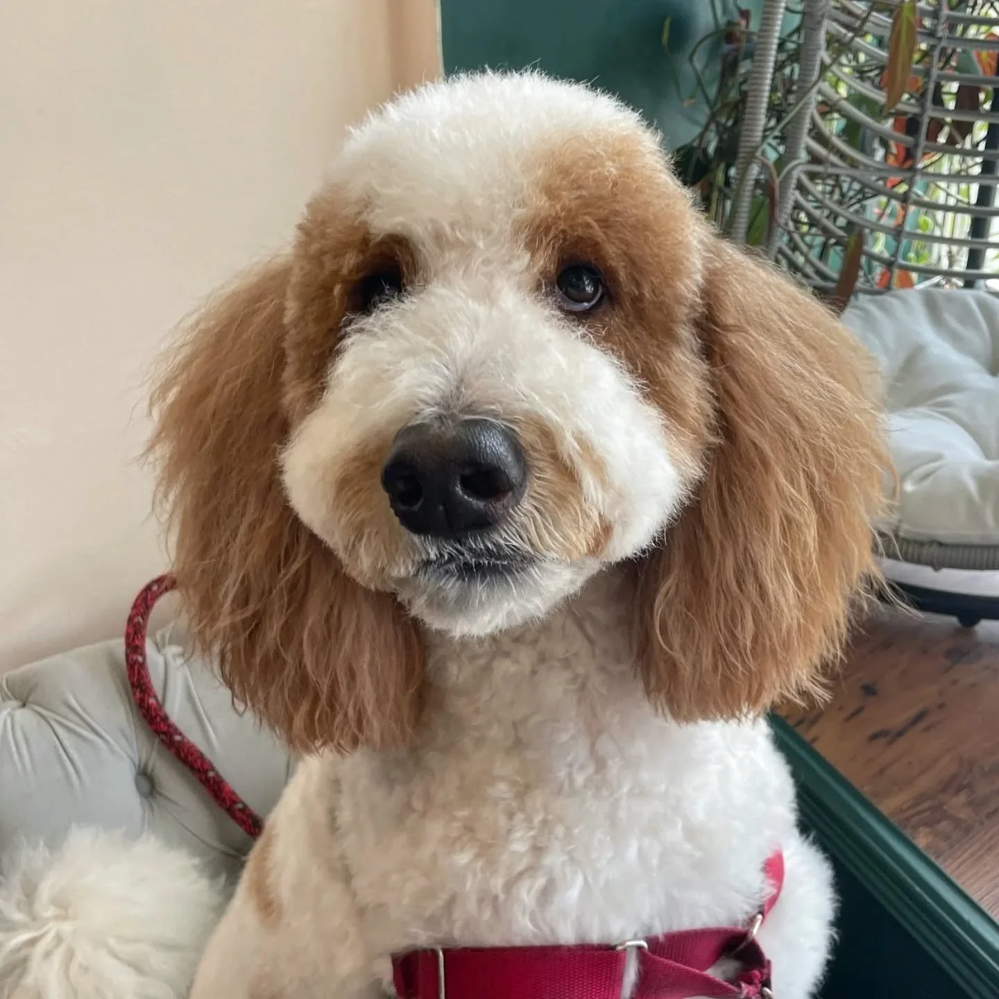 Rover the golden doodle gets a cozy, fluffy haircut - about a 3/4&quot; guard comb.

To maintain your dog at a length like this, we recommend bringing them for professional grooming no more than every 8 weeks and brushing regularly at home. Feel free