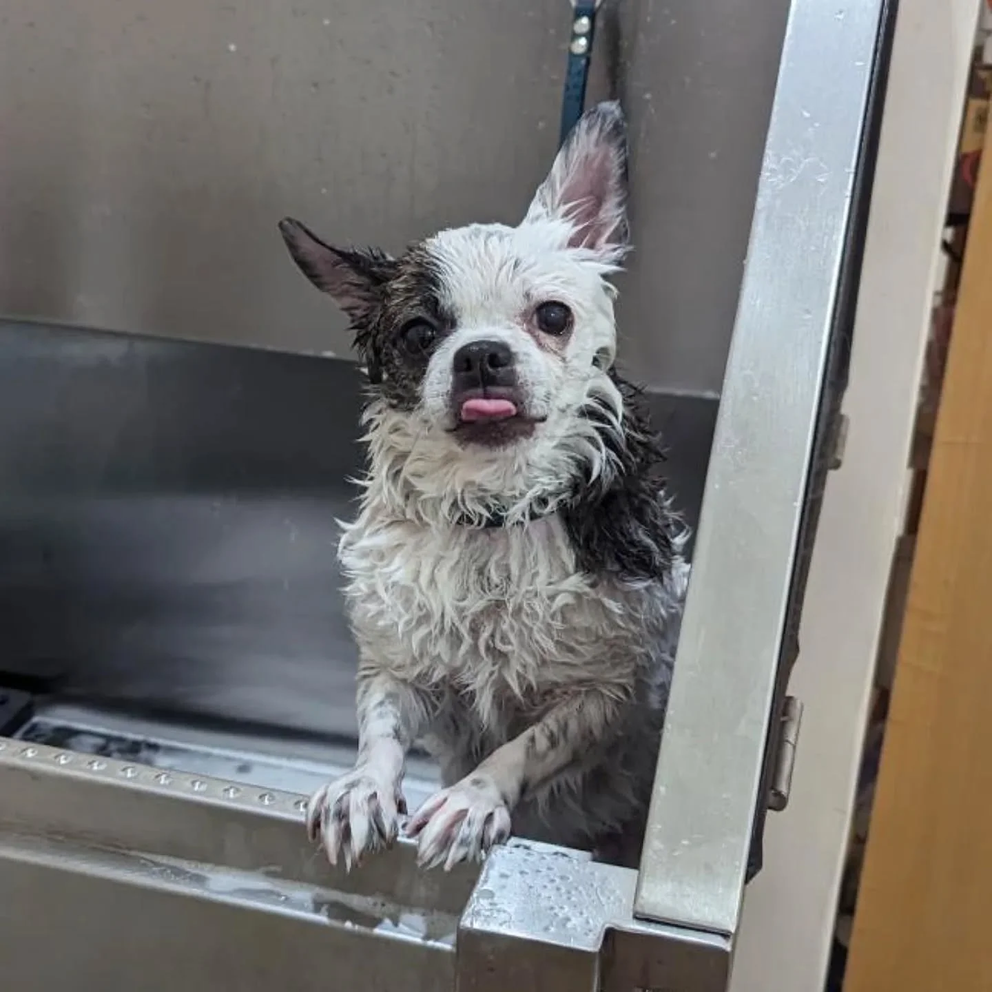Penelope is a shop icon. We're all crazy for her, and you can see why!

Even short coated dogs benefit from regular professional grooming. Salon-grade products and tools can keep a dog's coat and skin healthy by removing debris and facilitating the t