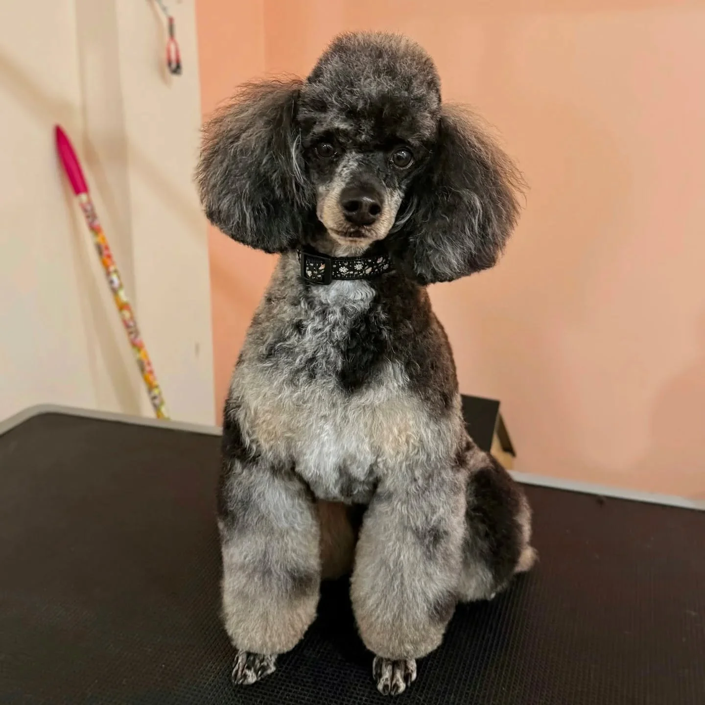 Li'l Lewis is feeling coiffed and fancy!

#dogs #dogsofinstagram #pawenvyto #doggrooming #grooming #groomersofinstagram #torontogroomer #dogsoftoronto #torontodogs #petstagram #babypoint #bloorwest