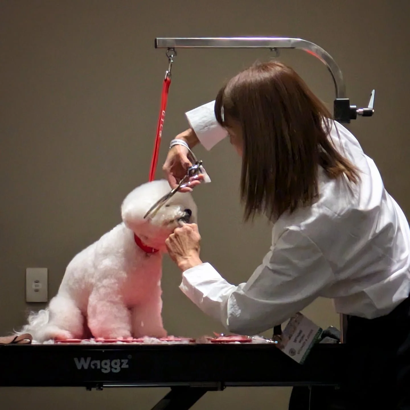 During Wynne Wong's seminar (@fluffypawsgroomingschool) at the Tru North Grooming Show (@trunorthgroomingshow), we learned something interesting about how dogs live in Asian countries!

Wynne taught us that due to living in small spaces, Asian dog ow