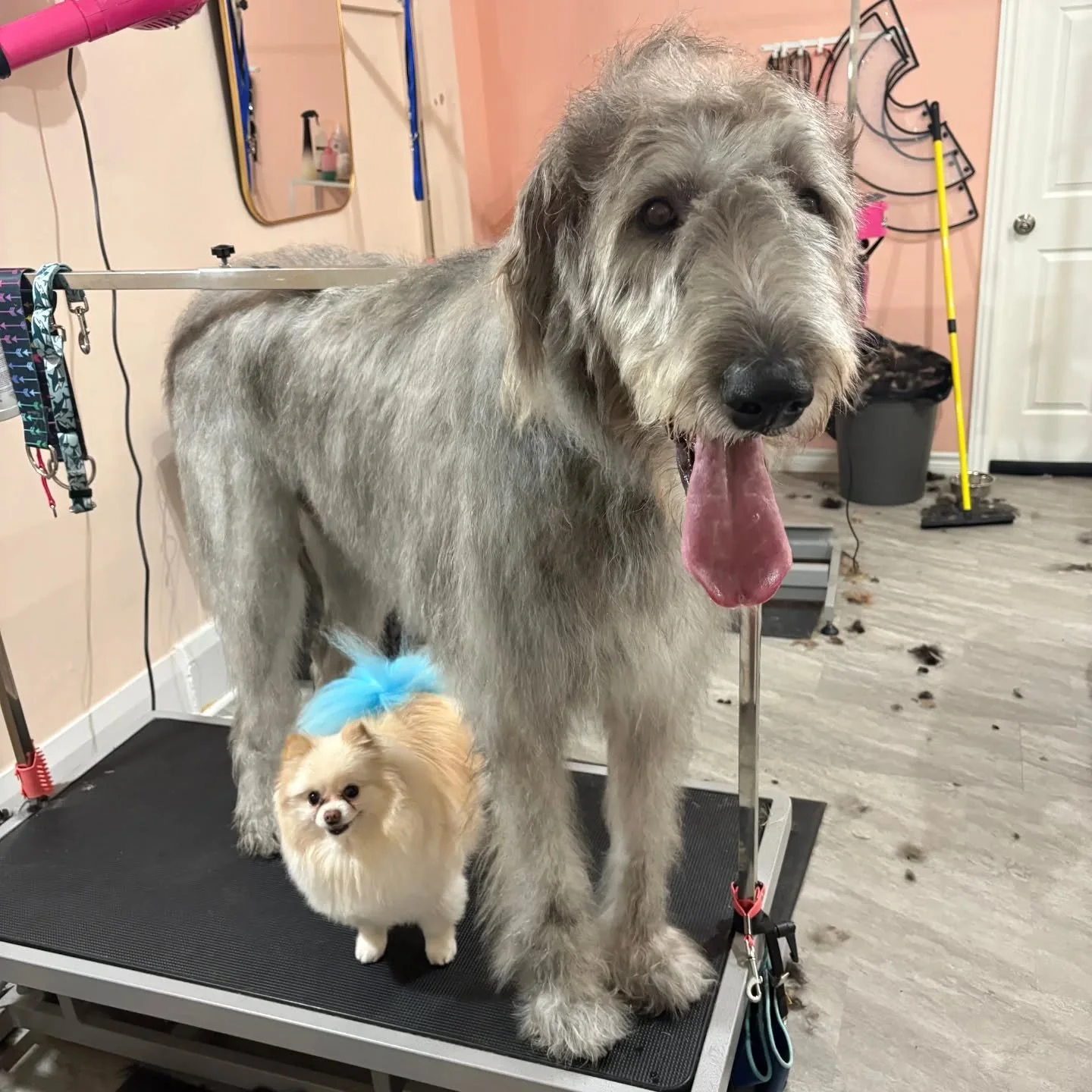 Dogs come in all shapes and sizes! Here's David's dog Sticky with an Irish Wolfhound, Ferris.

#dogs #dogsofinstagram #pawenvyto #doggrooming #grooming