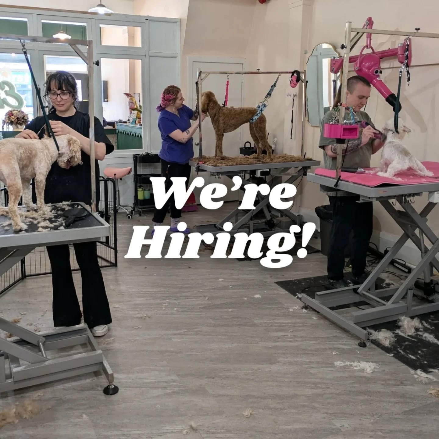 We are looking for a new team member!

Paw Envy is a team-based, non-competitive queer owned and operated salon located in the Baby Point area of west Toronto.

Pay is hourly + 100% tips with the possibility of benefits.

Must:
⚪ Have 2-3 years of ex