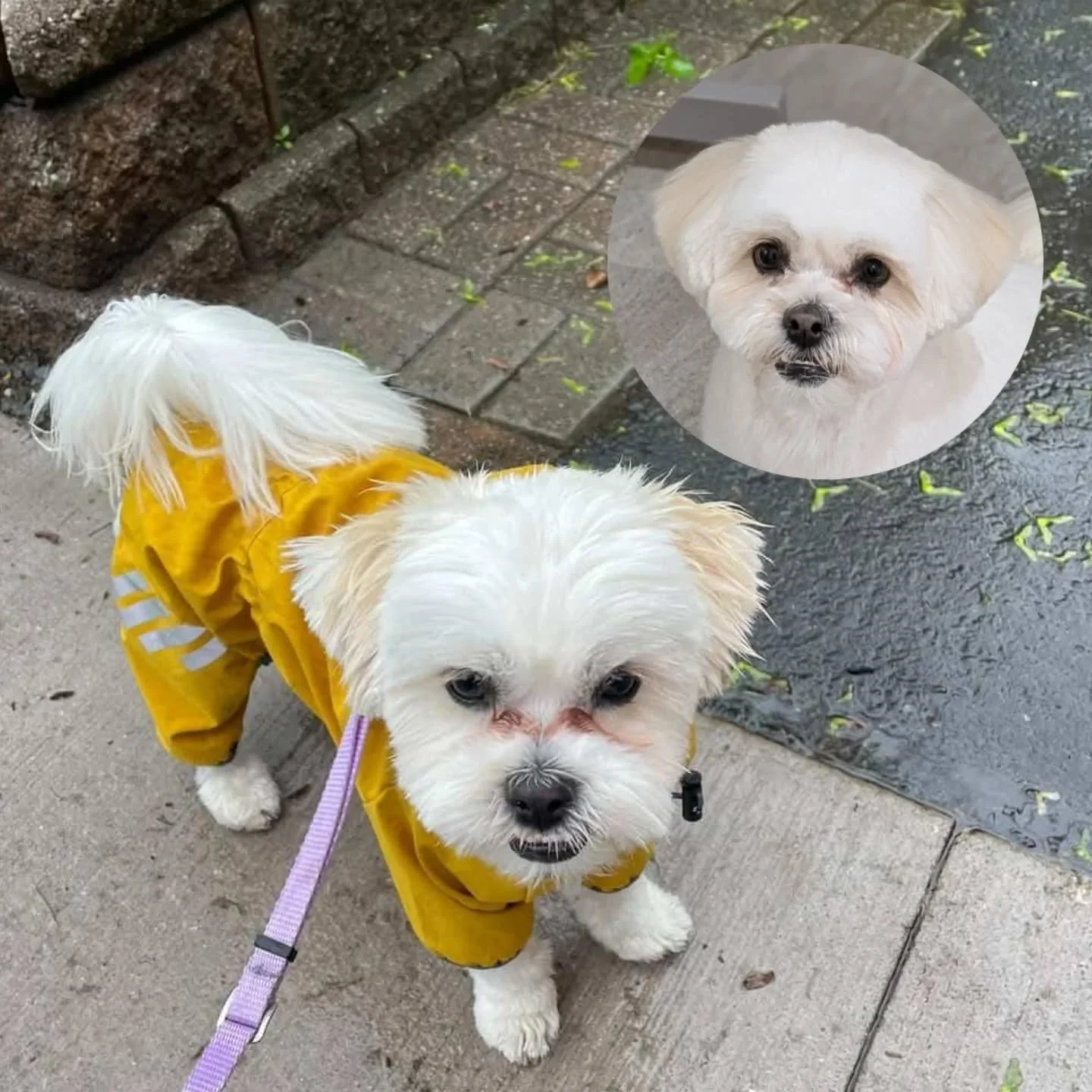 April showers bring May flowers&hellip; and lots of mud! Here's Odie enjoying the great outdoors during his time at daycare with our friend @happyhumberhounds.

Don't forget to book ahead to secure a spot for your dog's spring appointments. 🌦️✂️ We 