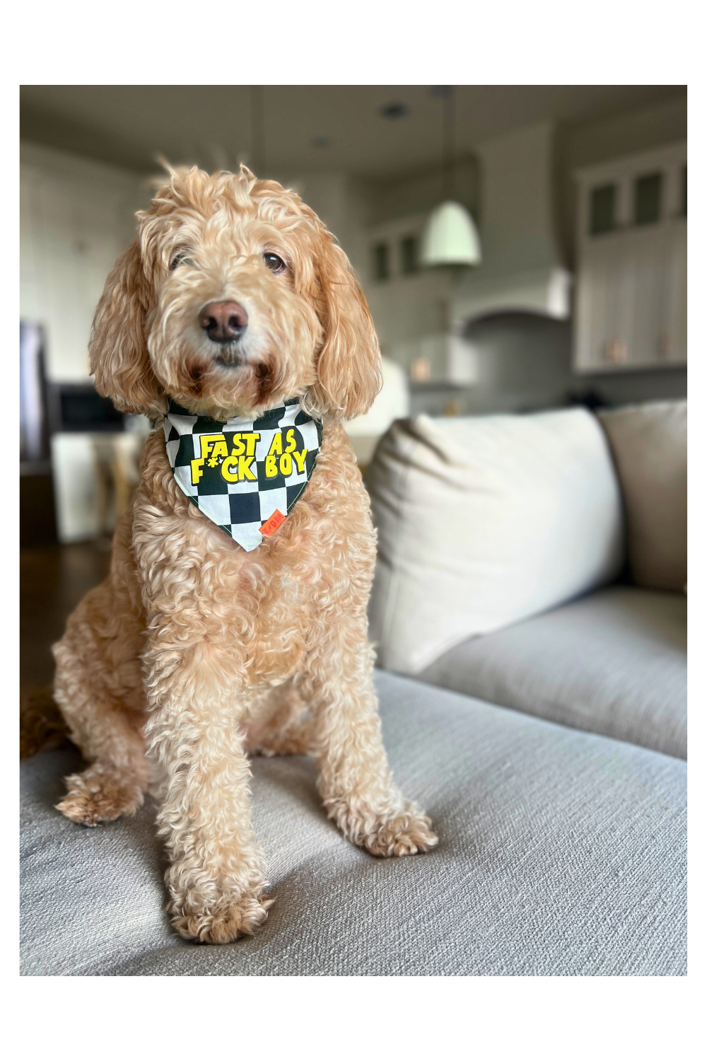 Goldendoodle wearing funny reversible dog bandana with checkered print and “Fast AF Boy” design – handmade pet accessory