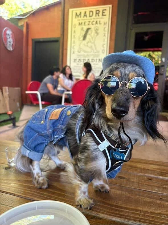 Long-haired dachshund wearing sunglasses and a blue cowboy hat for a complete western cowboy dog outfit.