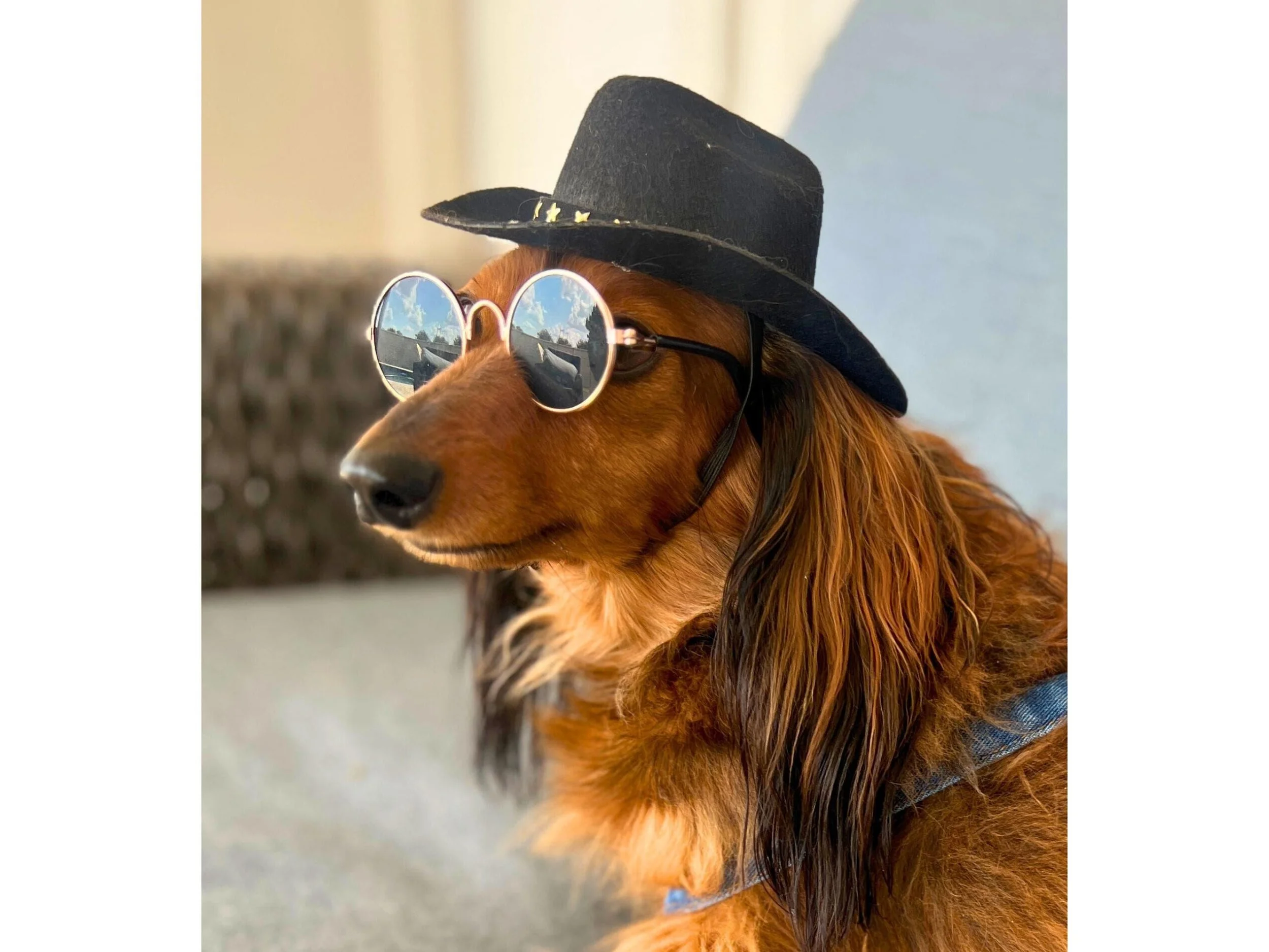 Weiner dog wearing a black cowboy hat for dogs and sunglasses with adjustable strap.