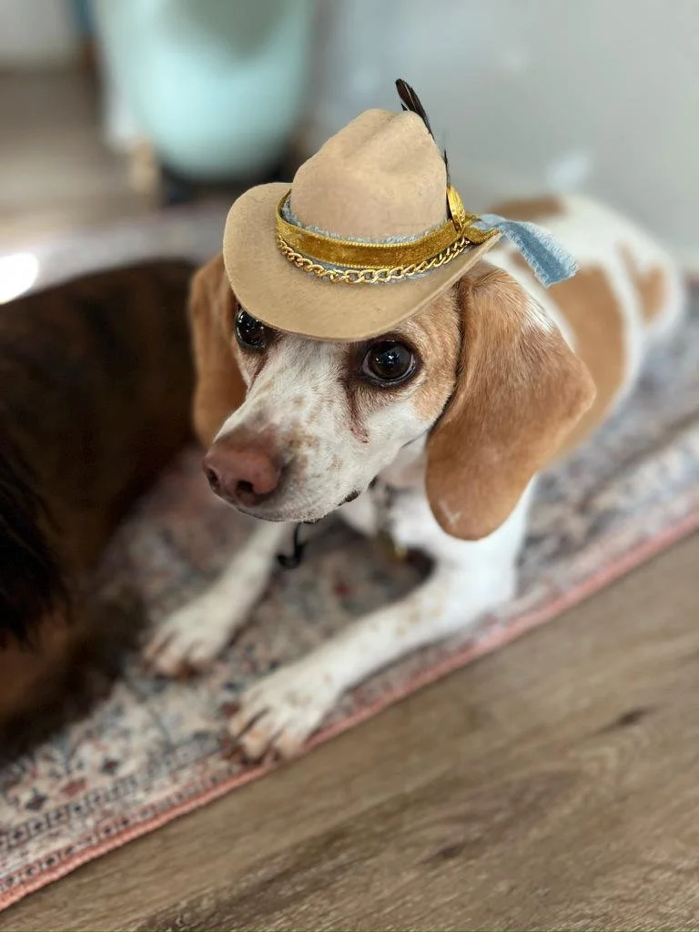 A tan and white dog wearing a small tan country western cowboy outfit with gold trim and a blue ribbon.
