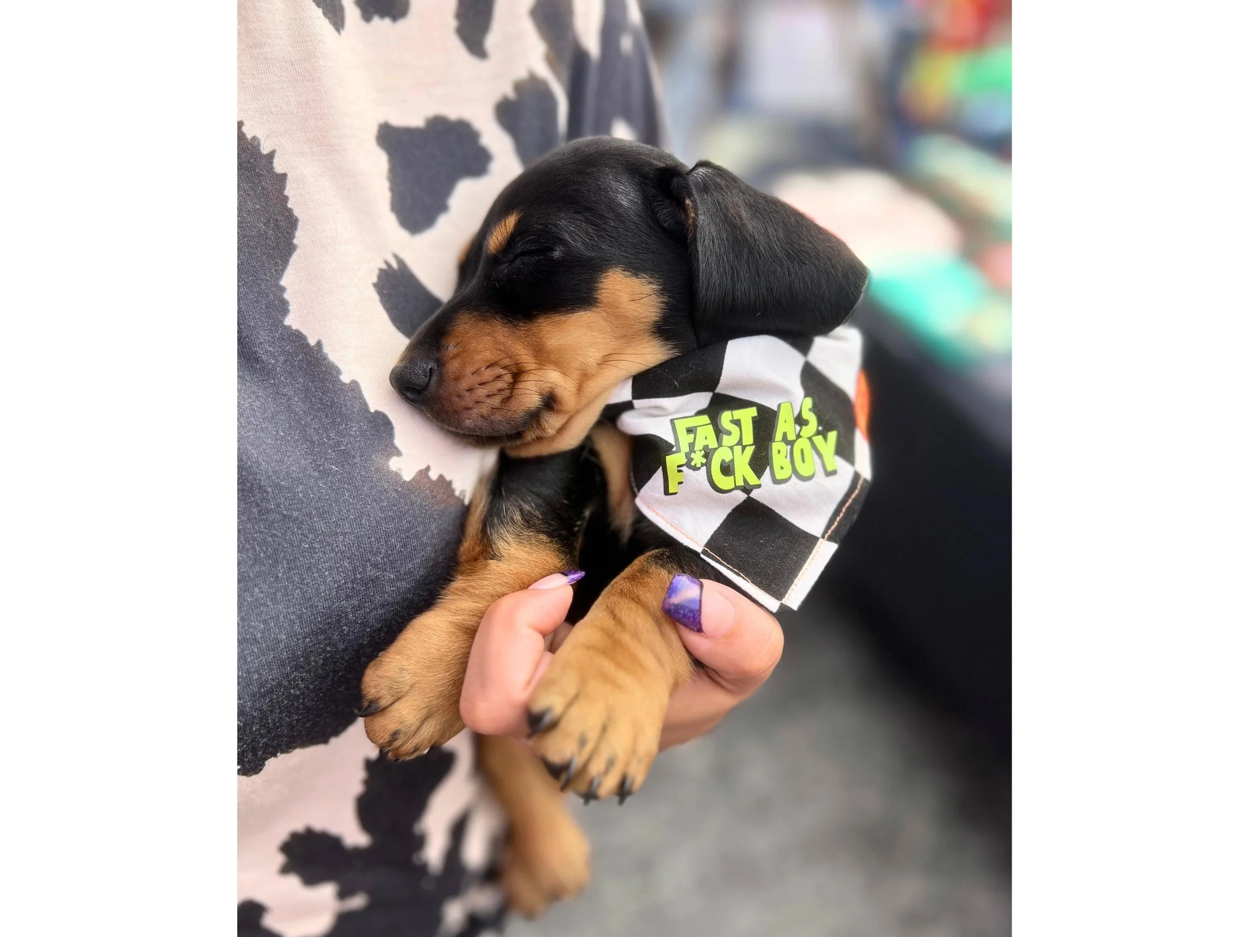 Funny dog bandana for puppy – reversible over-the-collar or scrunchie style with black and white checkered print and bold text
