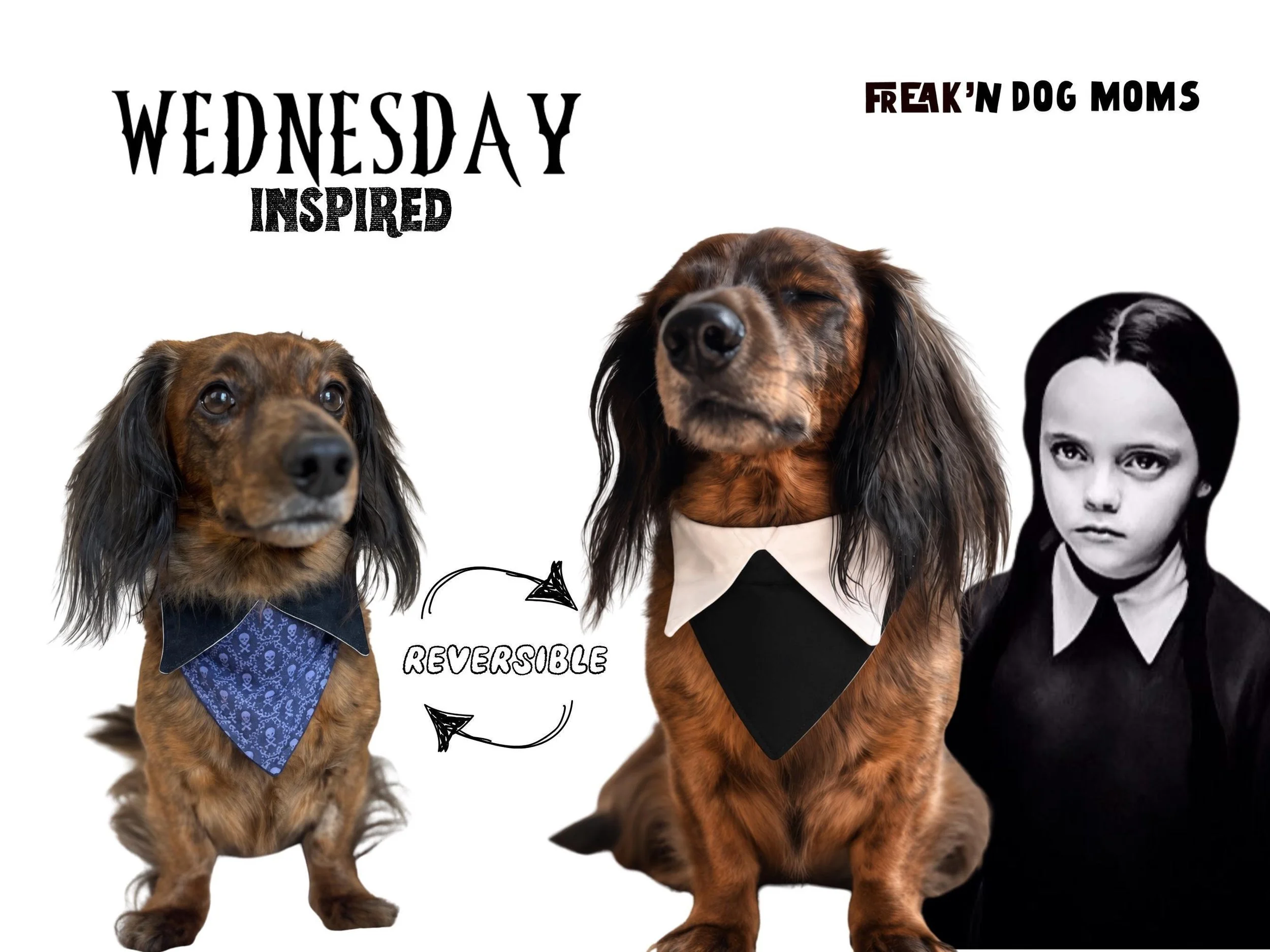 Weiner dog wearing a Wednesday inspired reversible dog bandana with purple skull print and black collar, spooky Halloween pet accessory