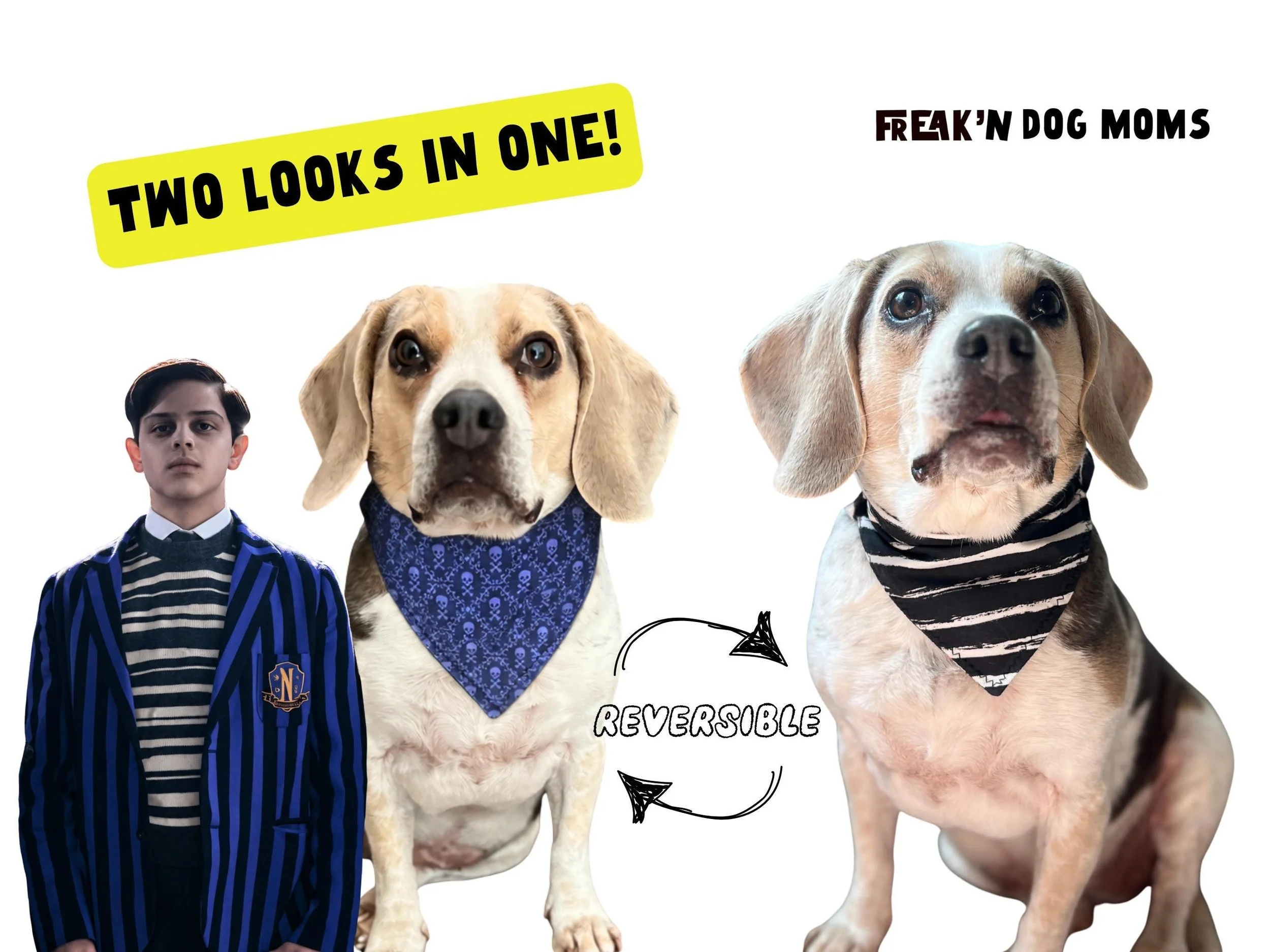 Beagle wearing a black and white striped Pugsley inspired reversible bandana, spooky Halloween accessory for dogs