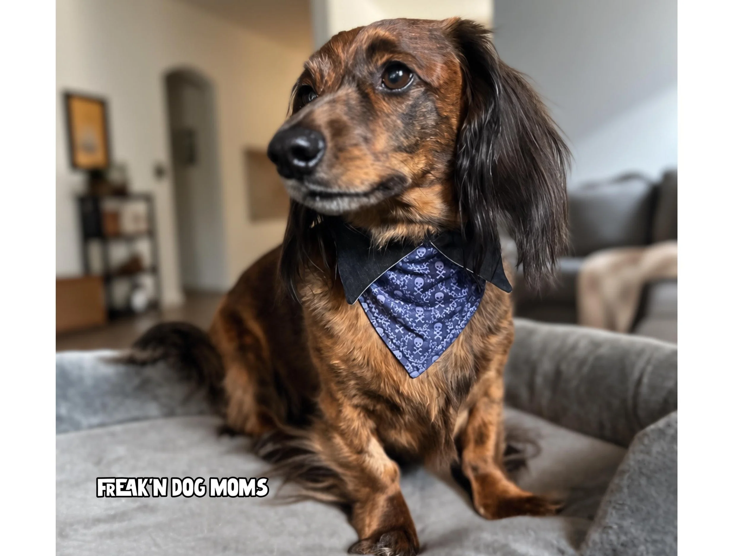 Dachshund wearing a purple skull print bandana, inspired by netflix's wednesday uniform