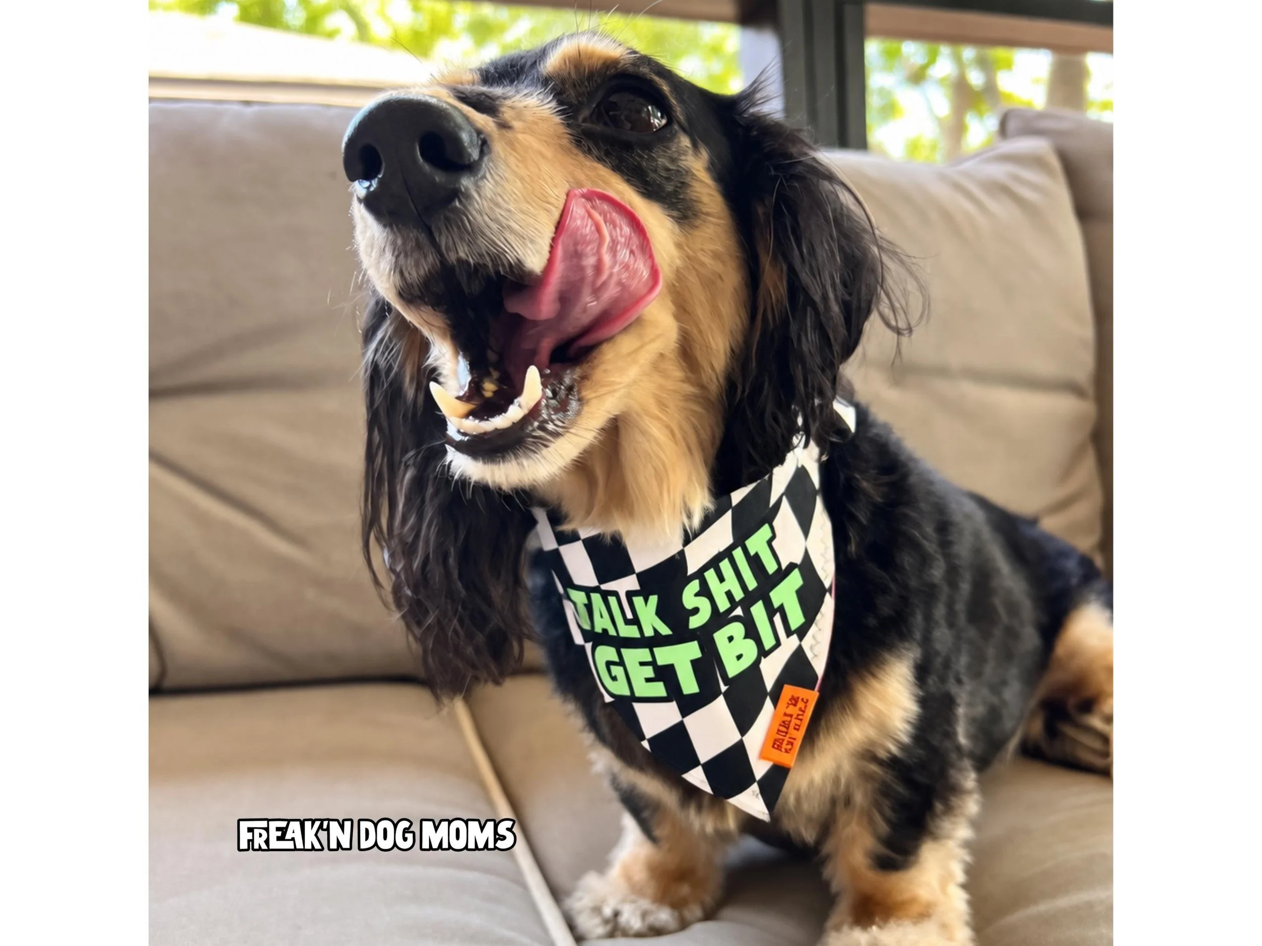Dog modeling a funny Halloween dog bandana with black and white checkerboard print and "Talk Shit Get Bit" design, unique pet costume accessory for spooky season