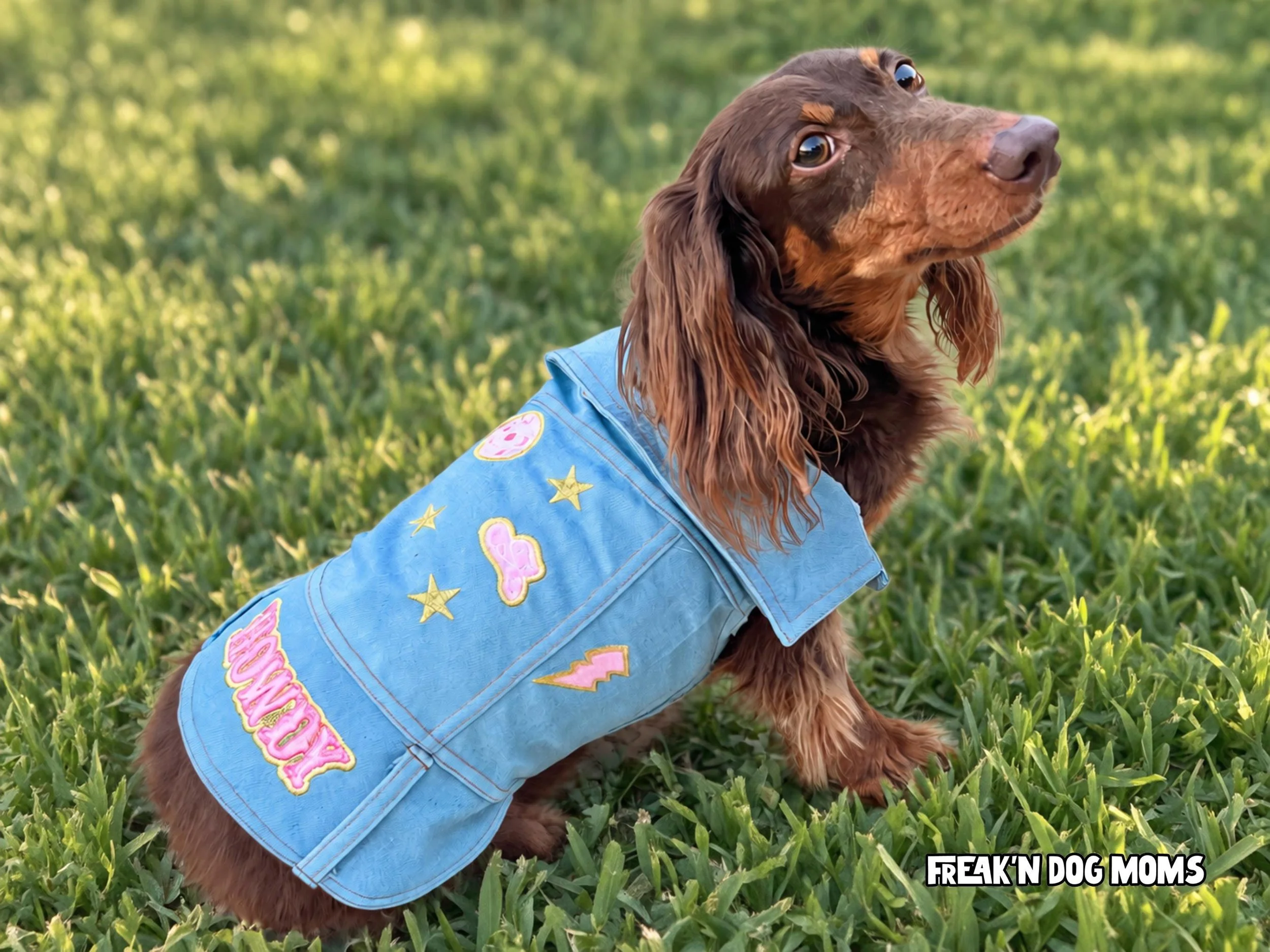 Dachshund wearing blue denim vest with embroidered patches; cowgirl dog outfit and Halloween costume