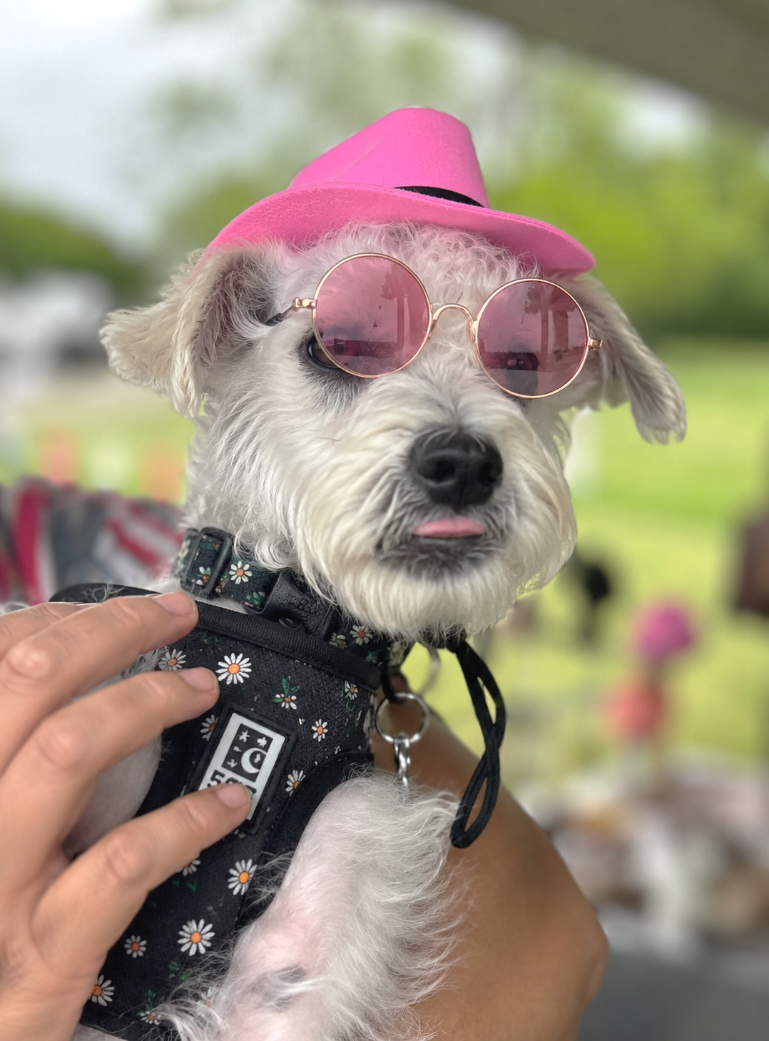Cute puppy wearing pink pet goggles and a matching pink cowboy out making it a cute cowgirl costume for dogs.