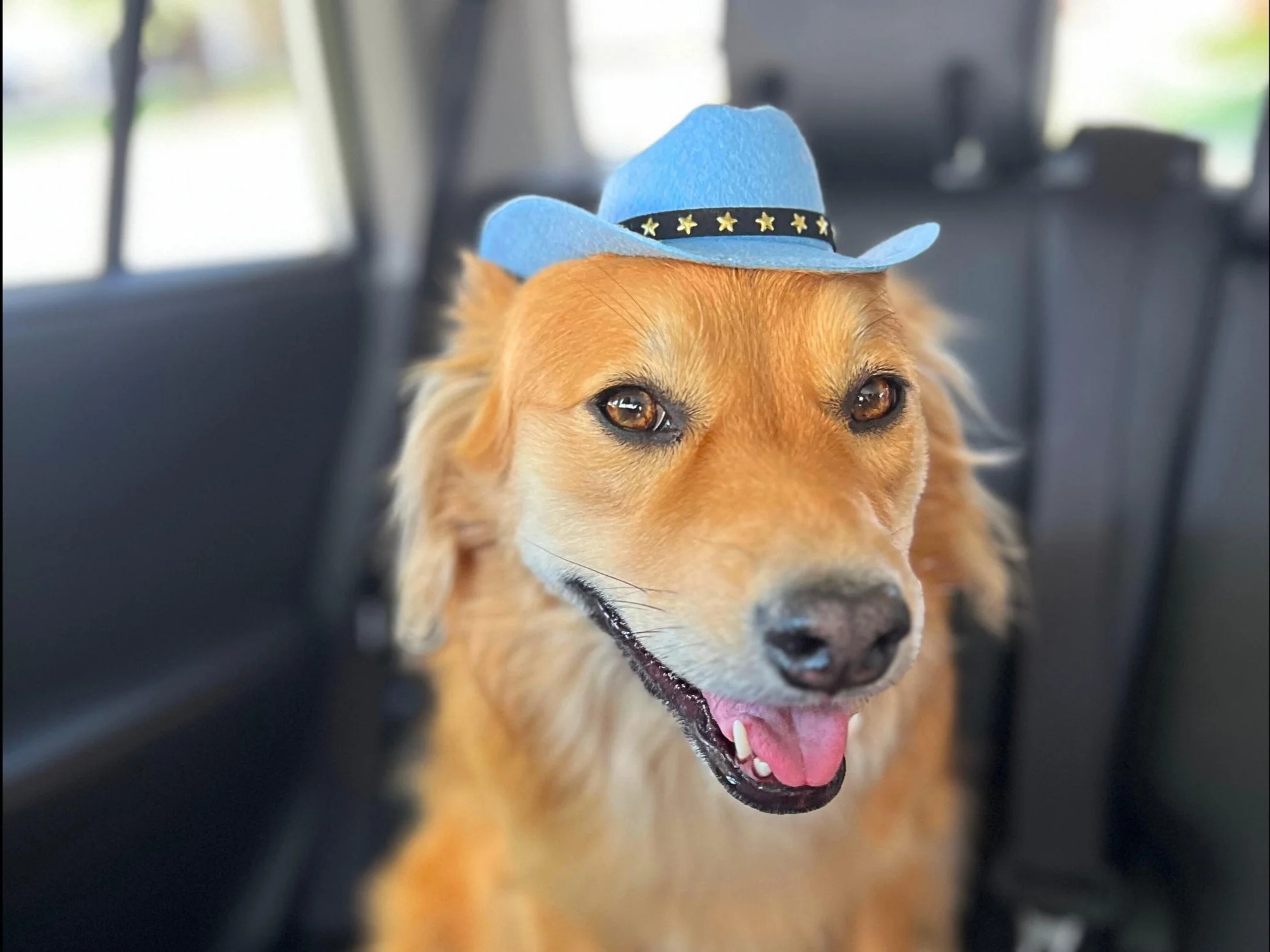 Adjustable Blue Cowboy Hat for Dogs & Cats | Western Pet Costume Accessory