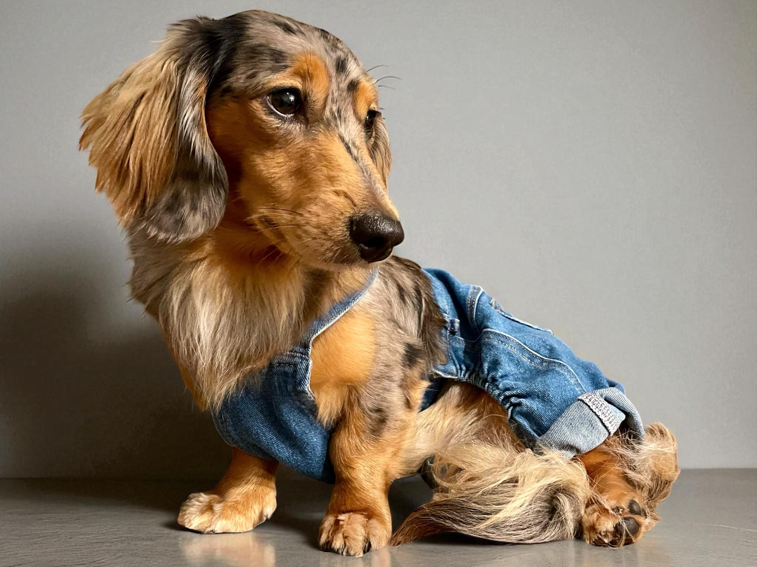Longhair weiner dog wearing denim blue jeans.