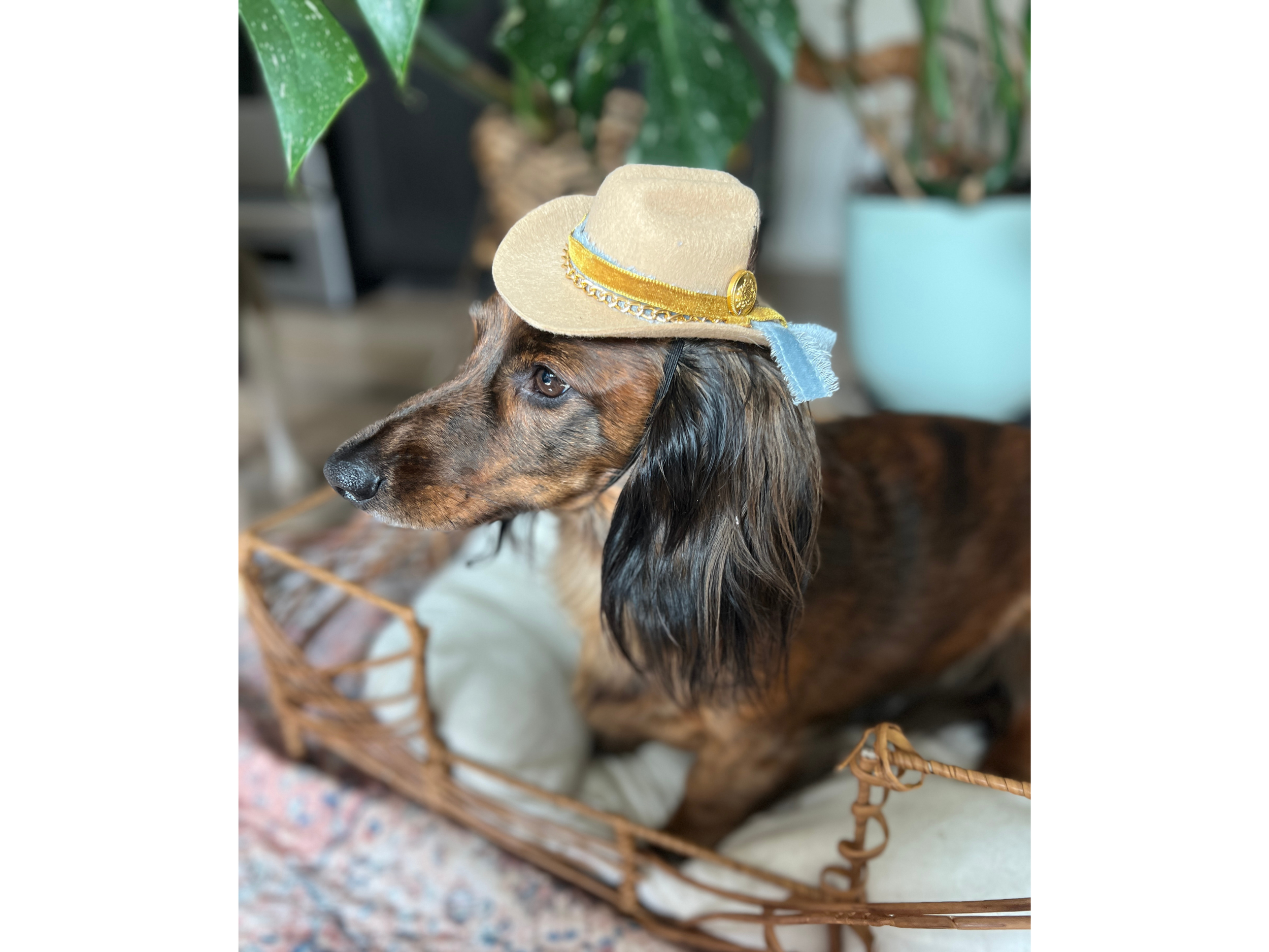 Personalized cowboy hat for large breed dog – adjustable western hat for dog Halloween costume or dog birthday parties