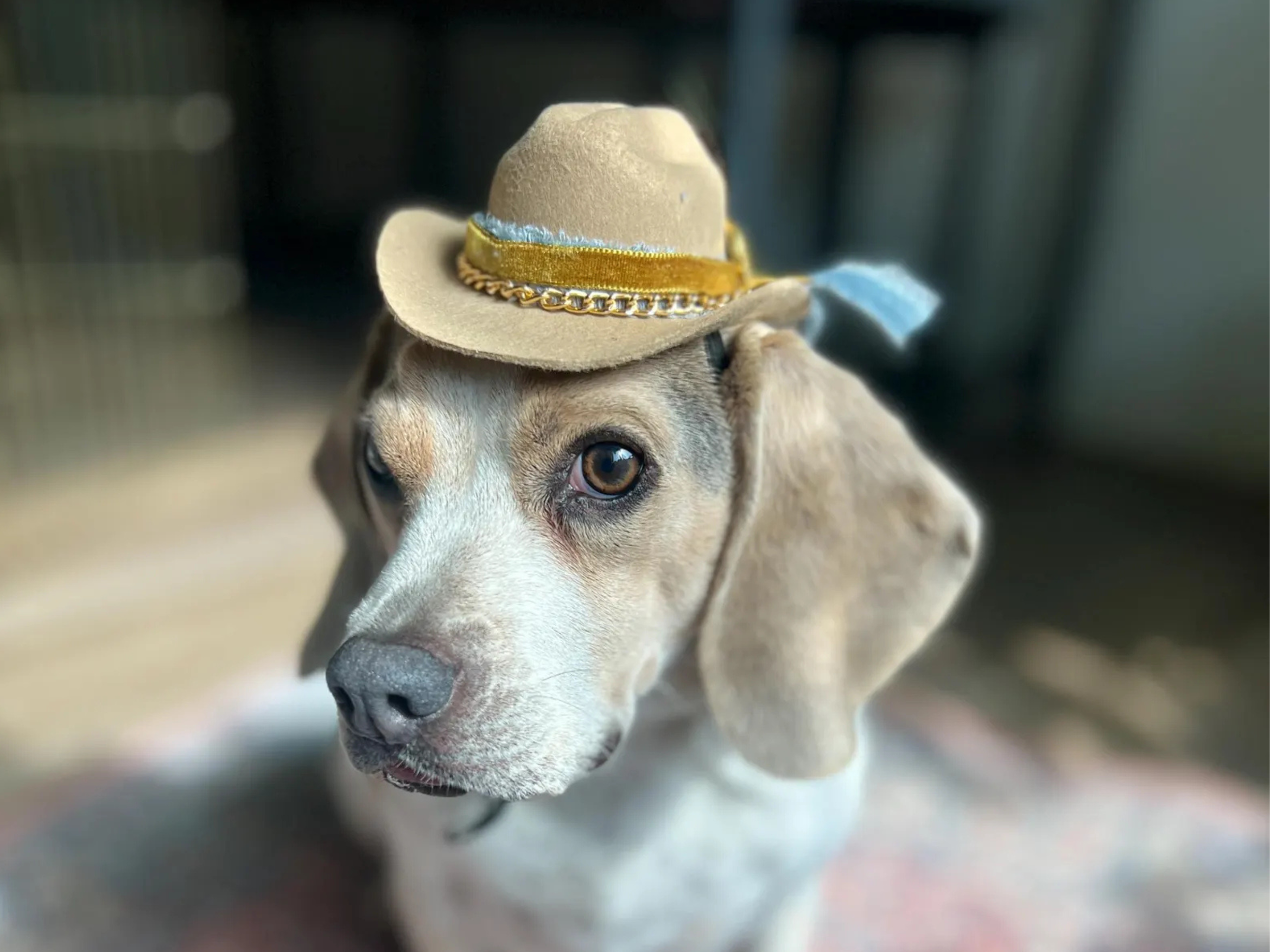 Custom tan cowboy hat for dogs and cats with a blue ribbon band, miniature accent feather, and a gold chain jewelry accent. High-quality Western pet costume and photo prop.