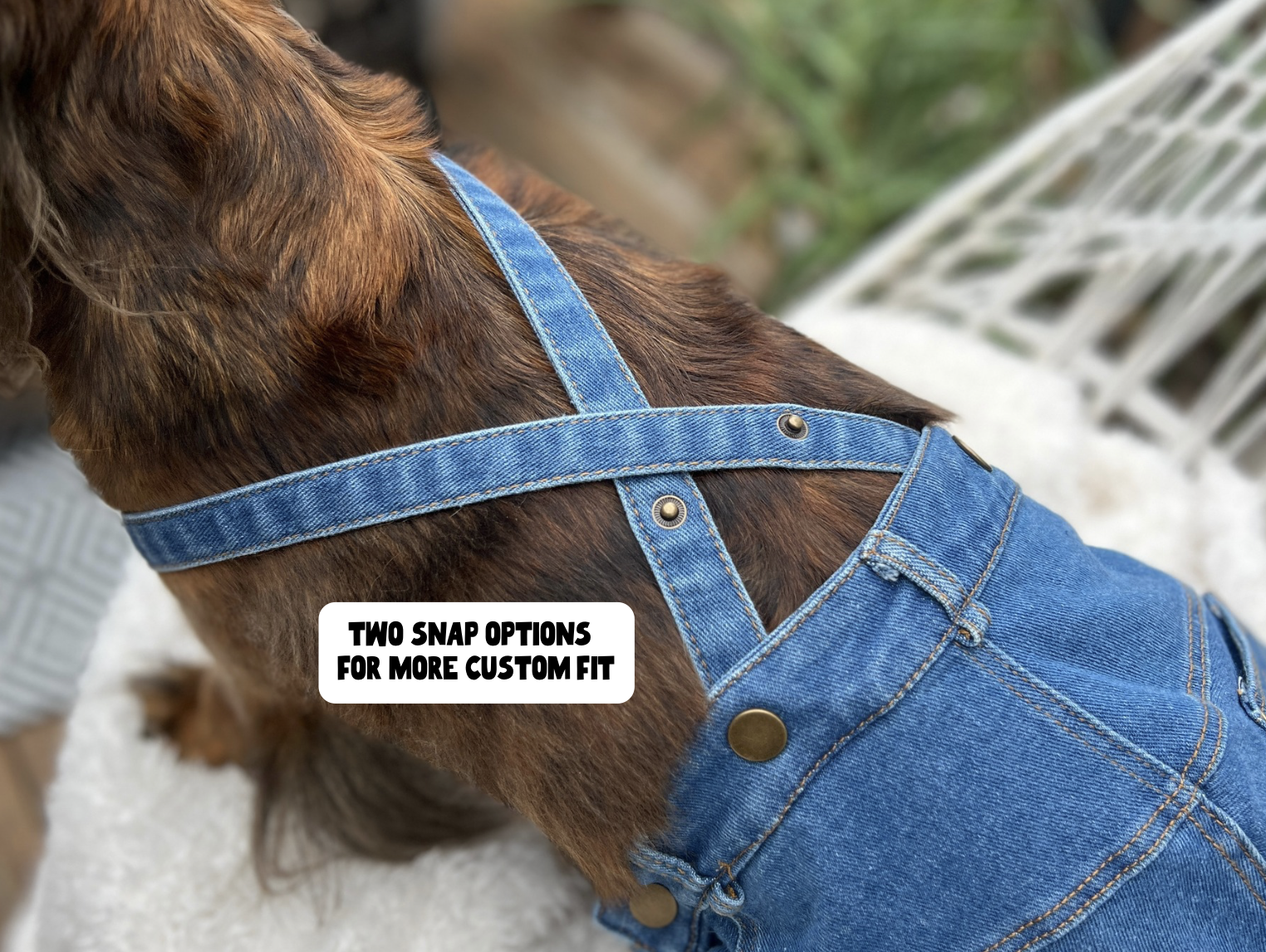 Close up imagine of a dog wearing adjustable denim overalls with adjustable snaps - a cute Western cowboy outfit and funny Halloween costume for small dogs.