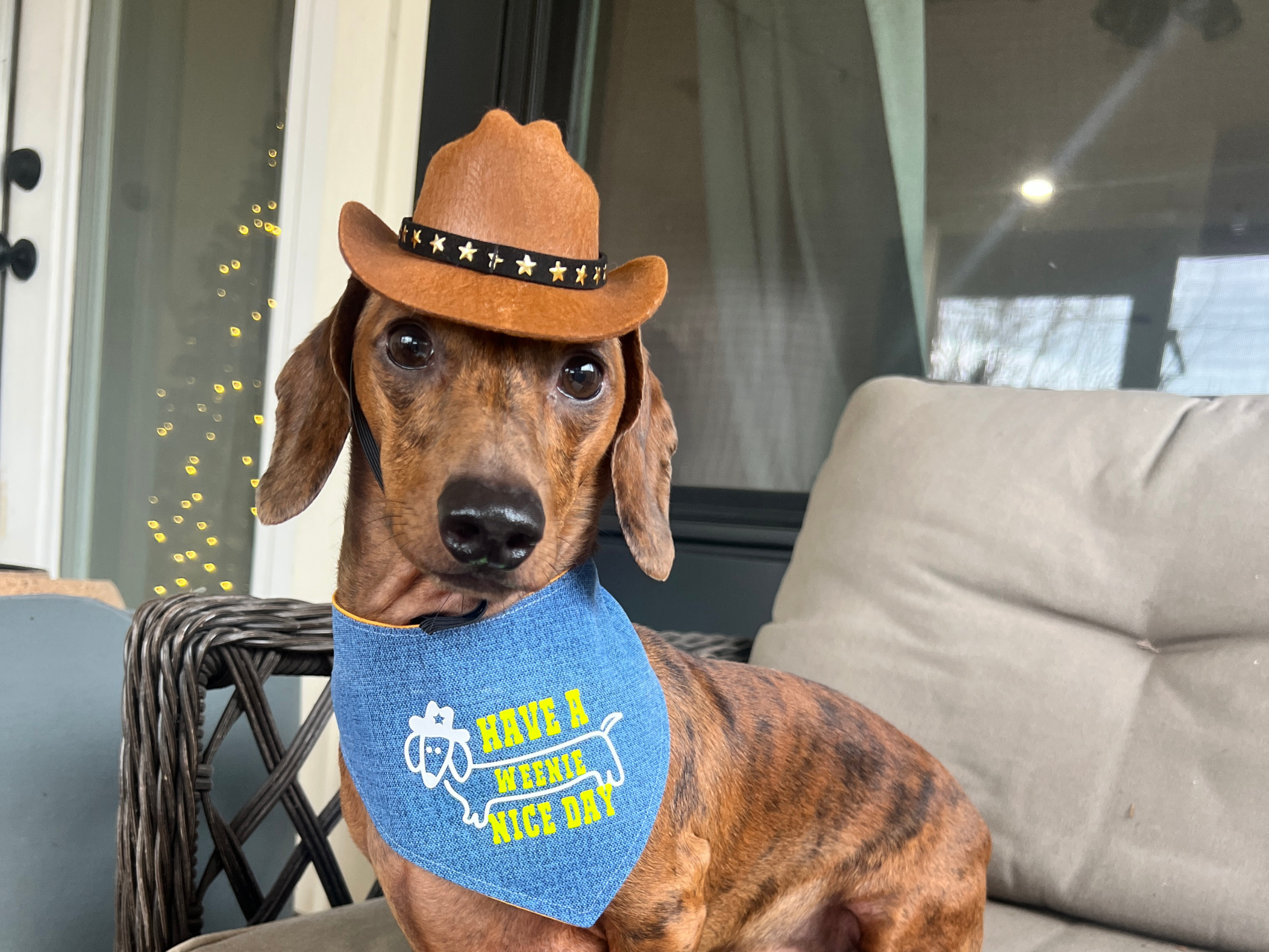 Cowboy Hat for Dogs & Cats | Country Western Pet Costume