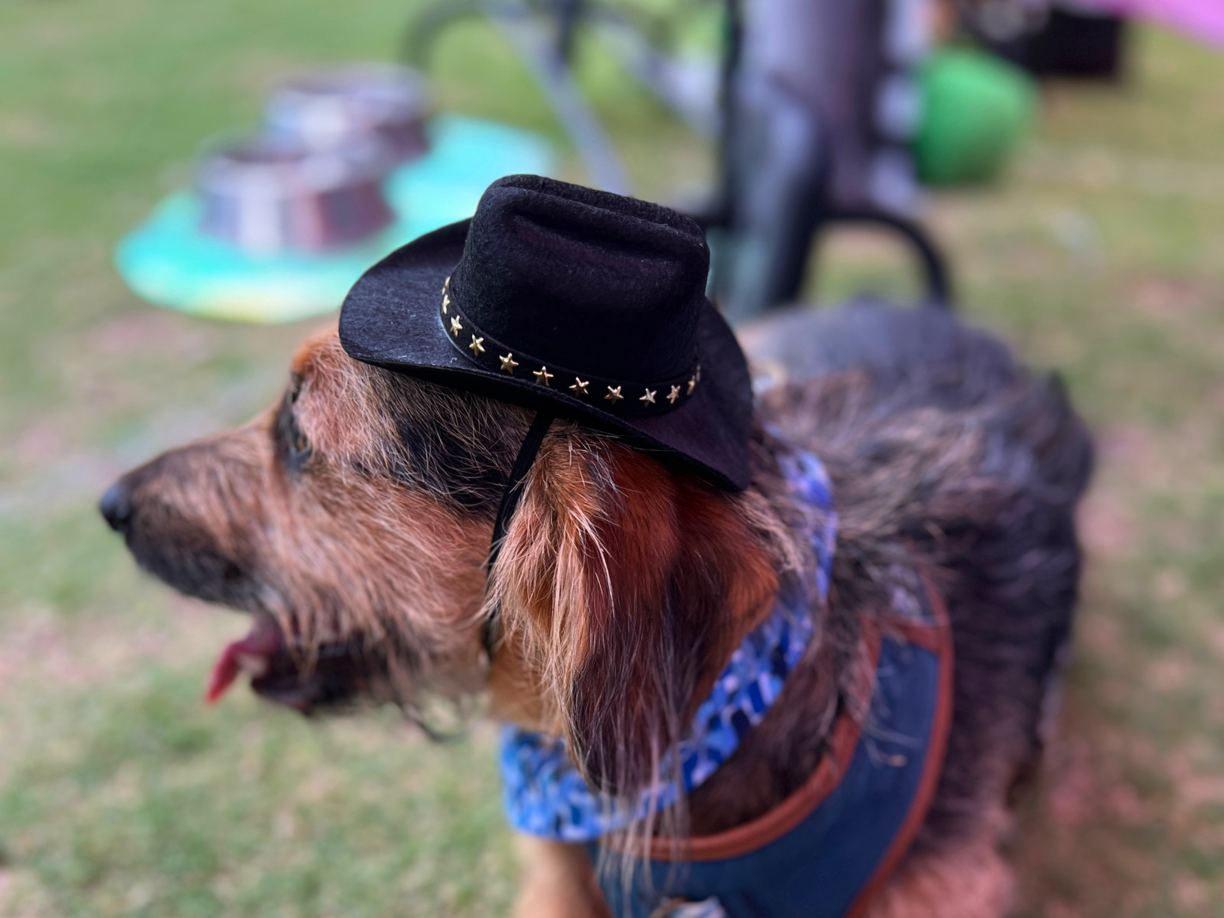 Adjustable Black Cowboy Hat for Dogs & Cats | Country Western Cowboy Pet Costume