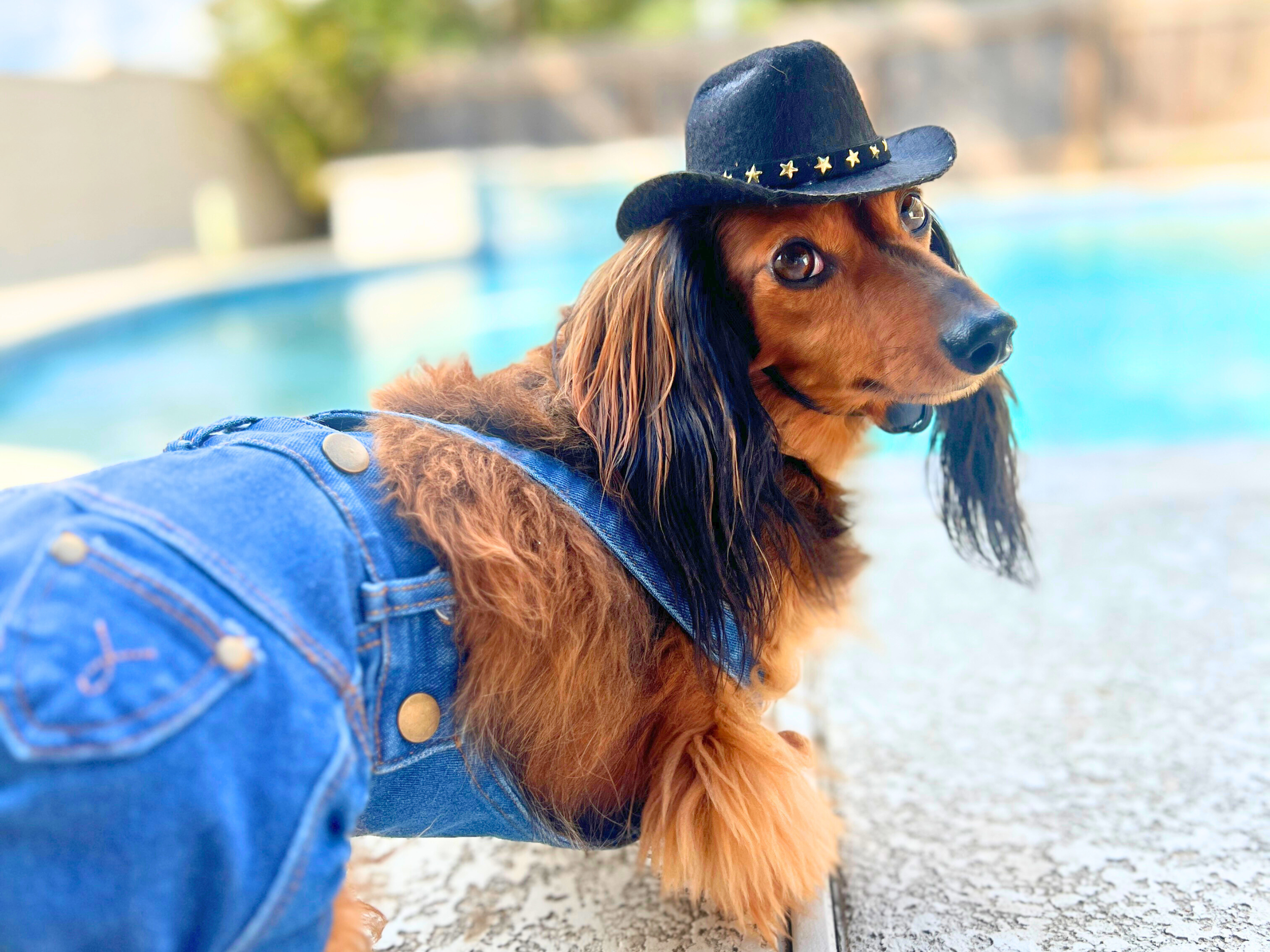 Dog denim overalls outfit with cowboy hat and glasses, adorable Halloween costume and perfect gift for dog moms who love stylish pet accessories.