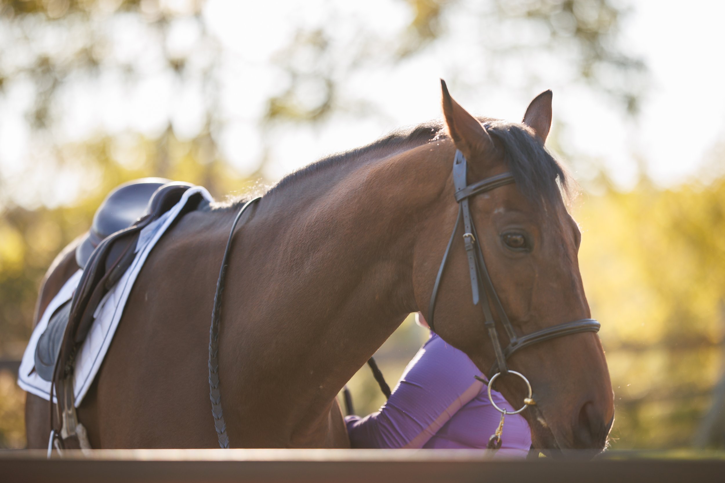 From Spotlight to Stewardship: What Thoroughbreds Really Need