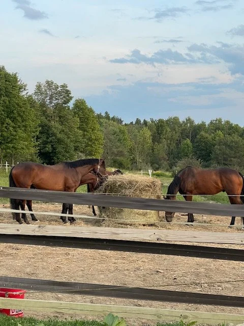 The Road to Retraining Thoroughbreds: Slowing Down in a World That Rushes