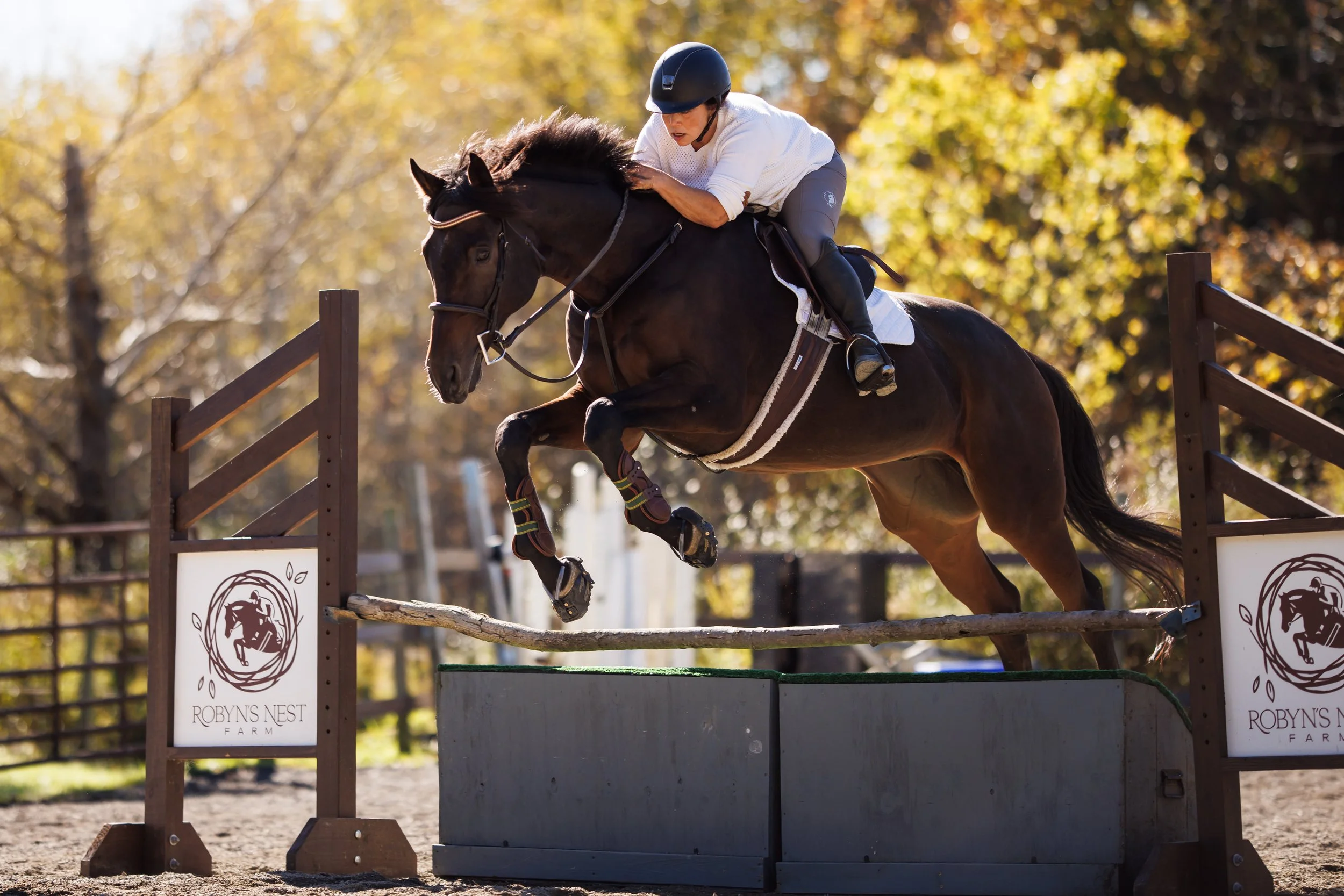 A person wearing a helmet and riding gear jumping over an obstacle on a brown horse in an outdoor equestrian arena during daytime. There are trees with autumn leaves in the background.