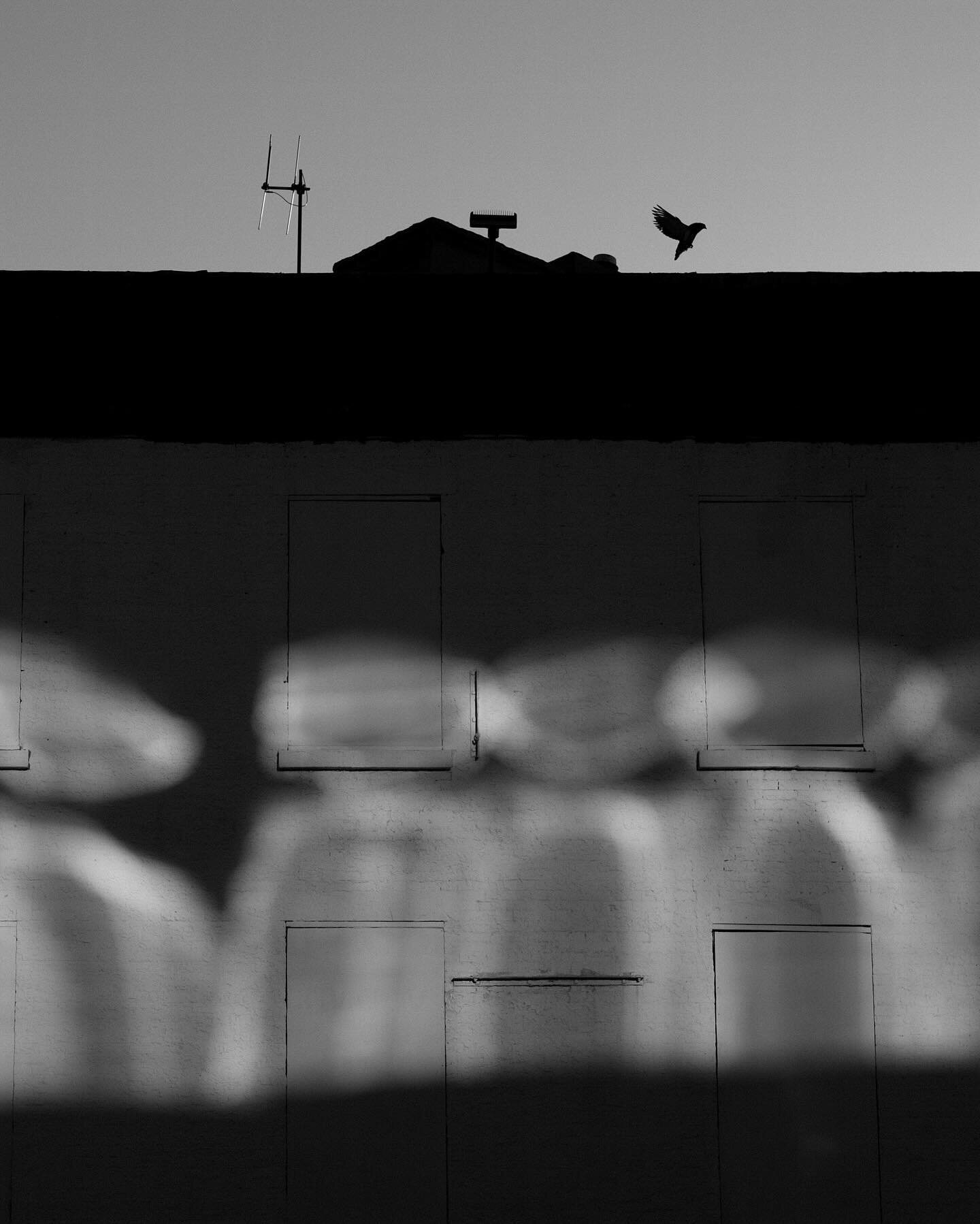 Walls and shadows in film and digital 🧱

#photography #bnwphotography #monochrome #monochromephotography #bnw #streetphotography #fuji #xe4 #nyc #fujifilm_xseries #fujifilmphotography #fujifilmxseries #filmphotography #35mm #analog #film #bnwfilm #b