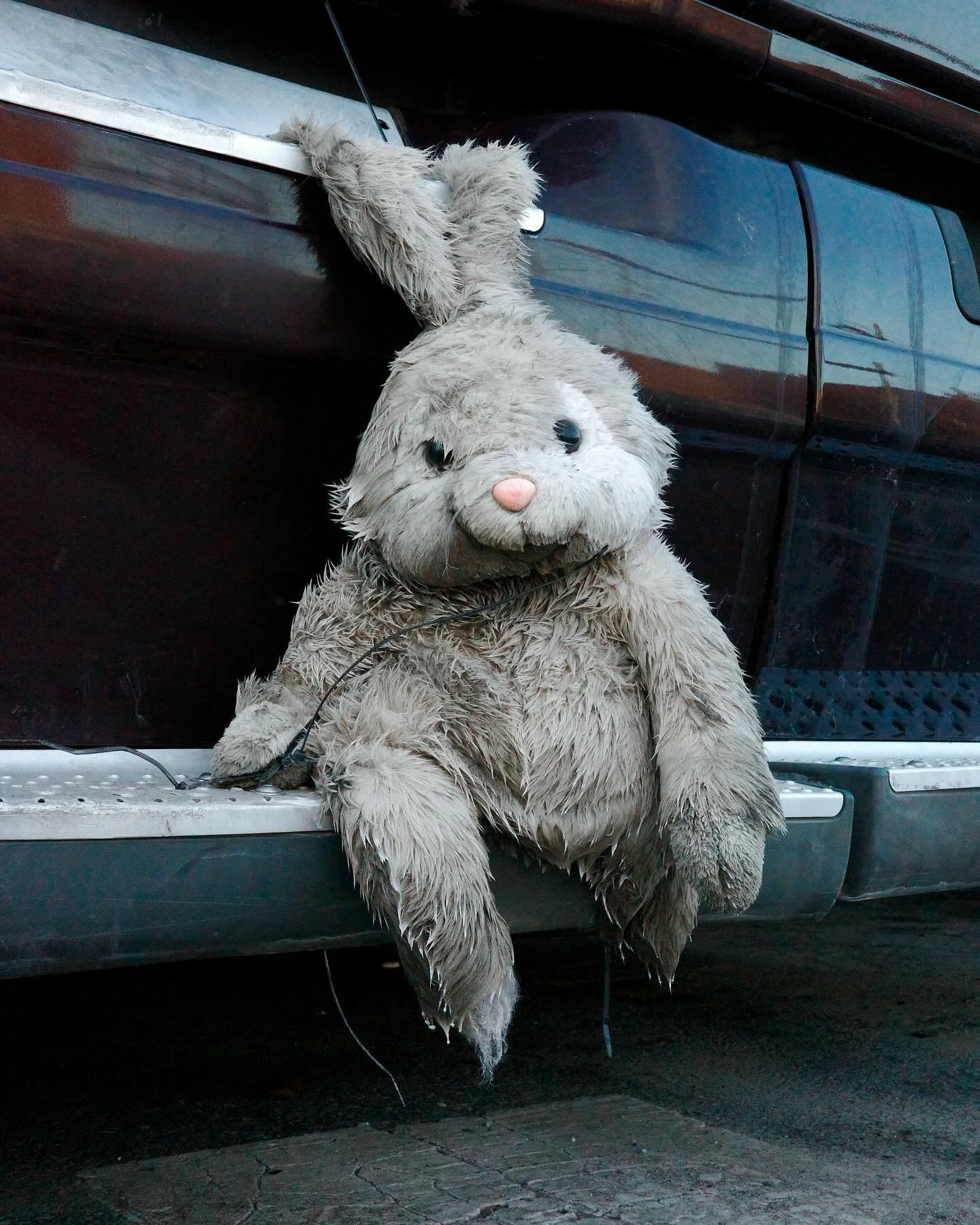 This 🐰 has been through it