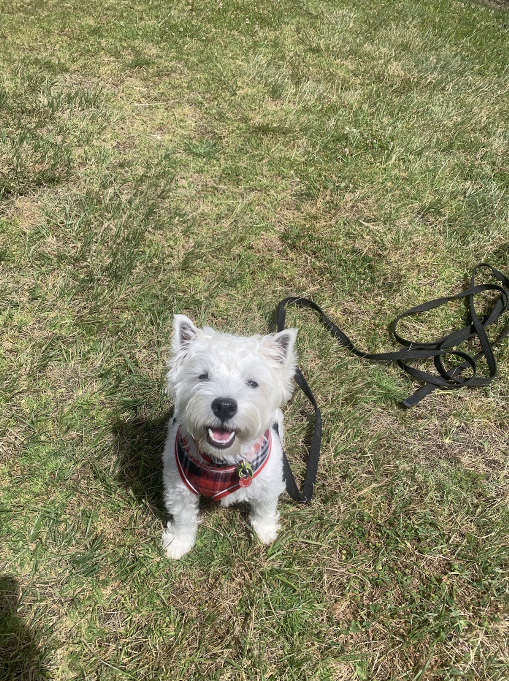 Millie